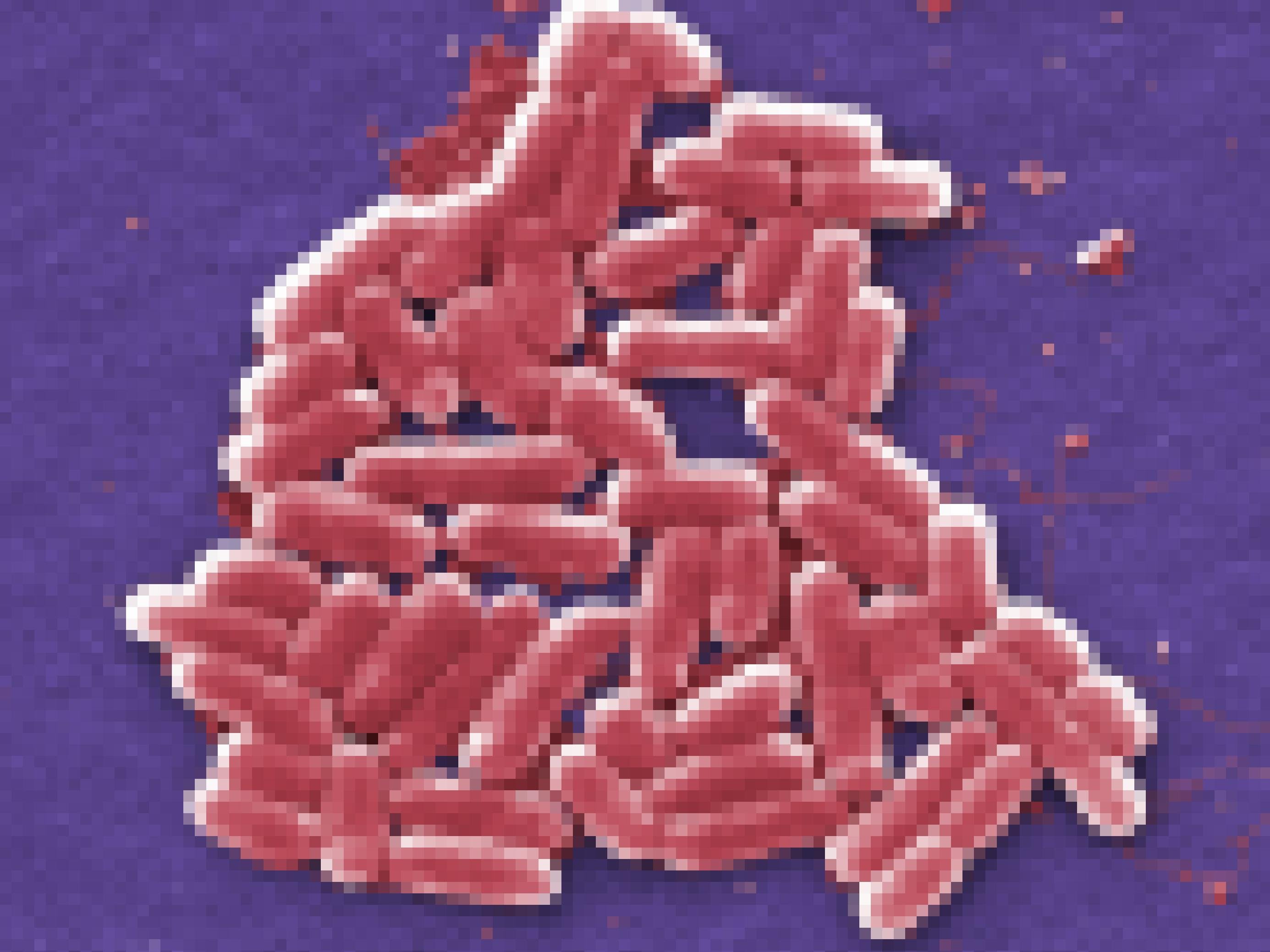 Die Bakterien haben die Form länglicher Tabletten mit runden Enden, gezeigt wird eine kleine Ansammlung.