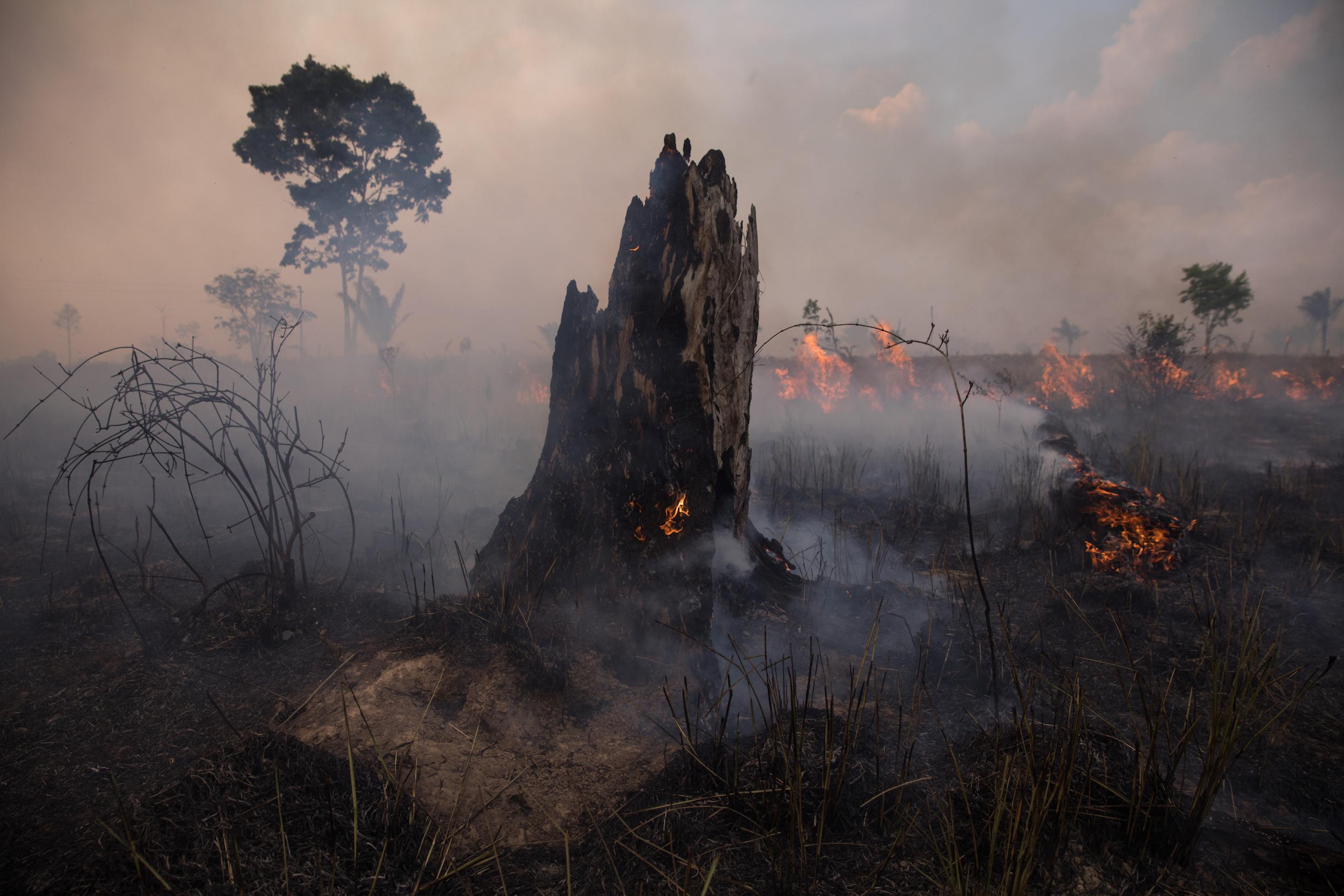 Ein brennender Baumstumpf vor einer rauchenden Rodungsfläche im Amazonas.