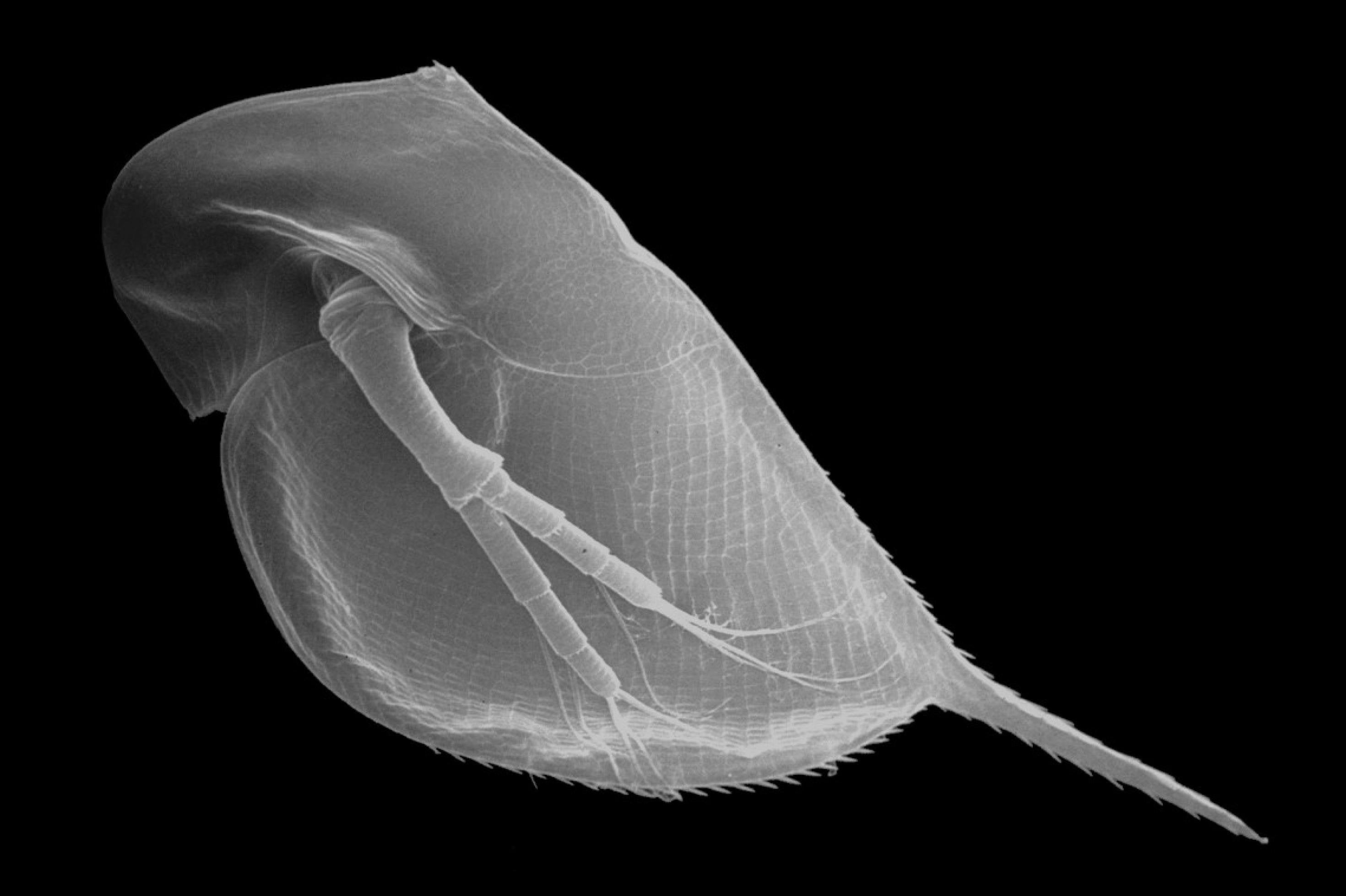 Vor schwarzem Hintergrund leuchtet hell ein Wasserfloh. Man kann gut seine seitlichen Ruderorgane sowie den langen Stachel am Hinterende erkennen. Elektronenmikroskopische Aufnahme.