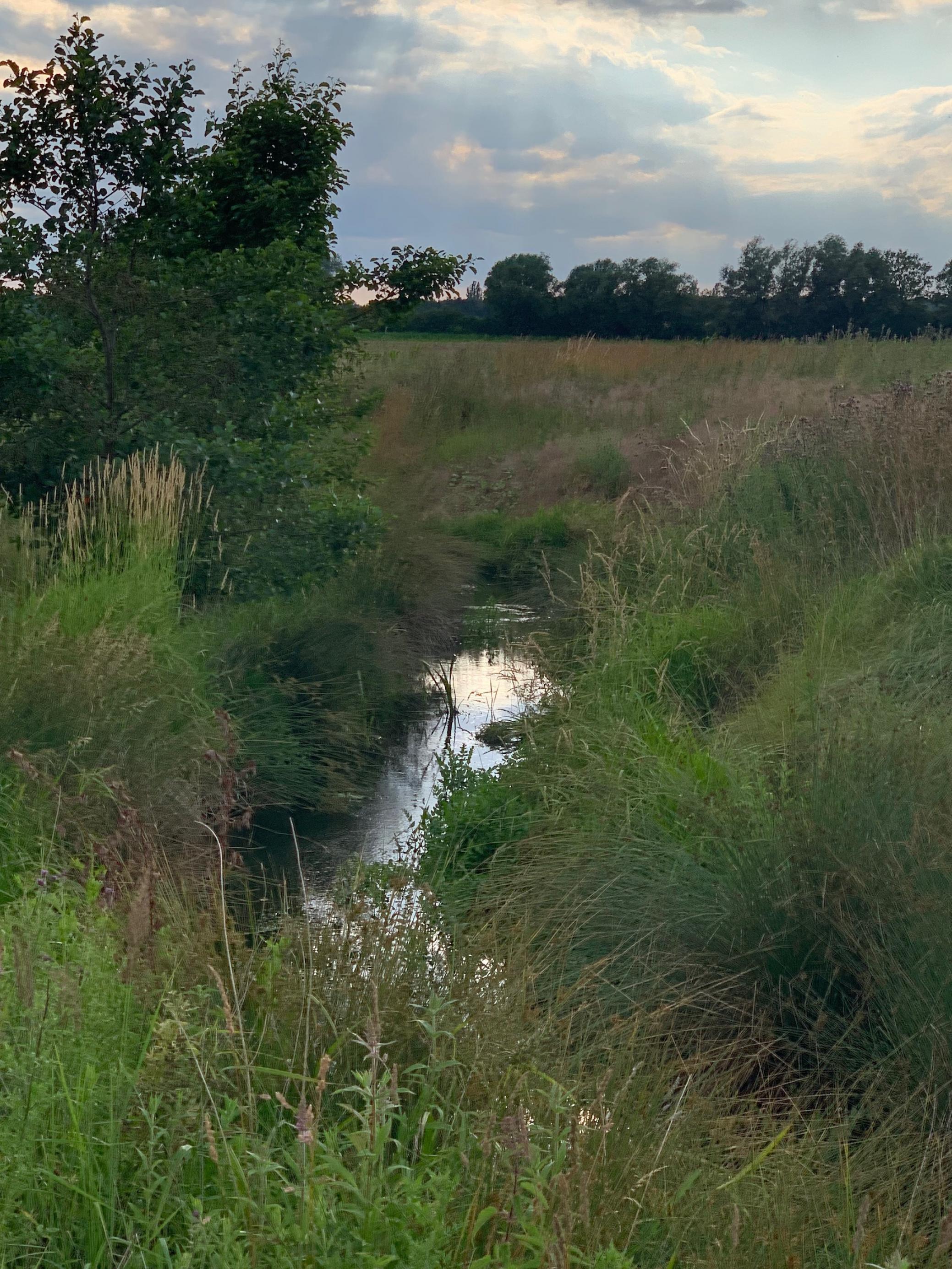 Stille Wasserfläche, in der sich der Abendhimmel spiegelt; drumherum hohes Gras und Gebüsch