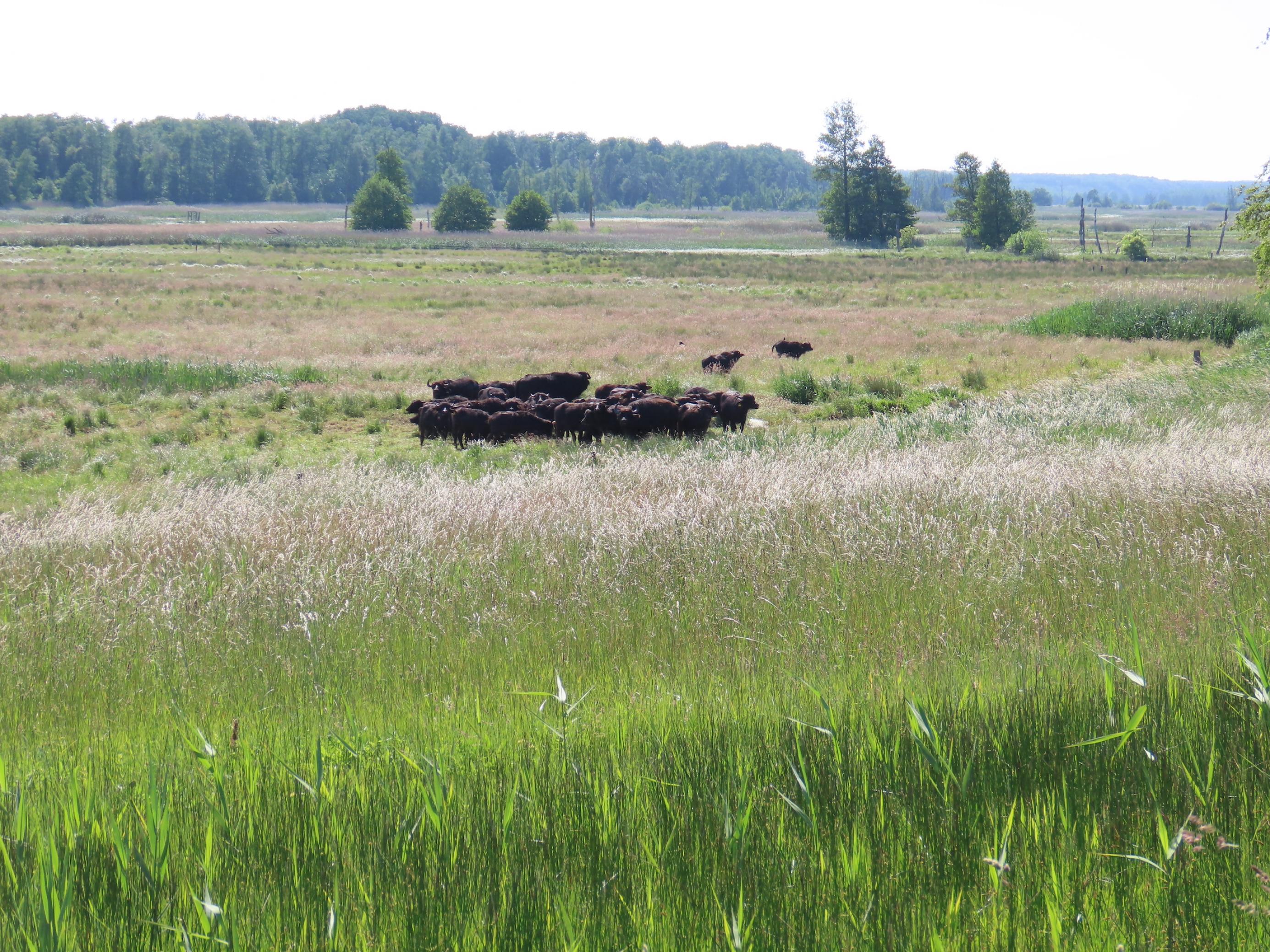 Rund um die Büffelherde eine weite Fläche, die mit Gras, Seggen und Schilf bewachsen ist.