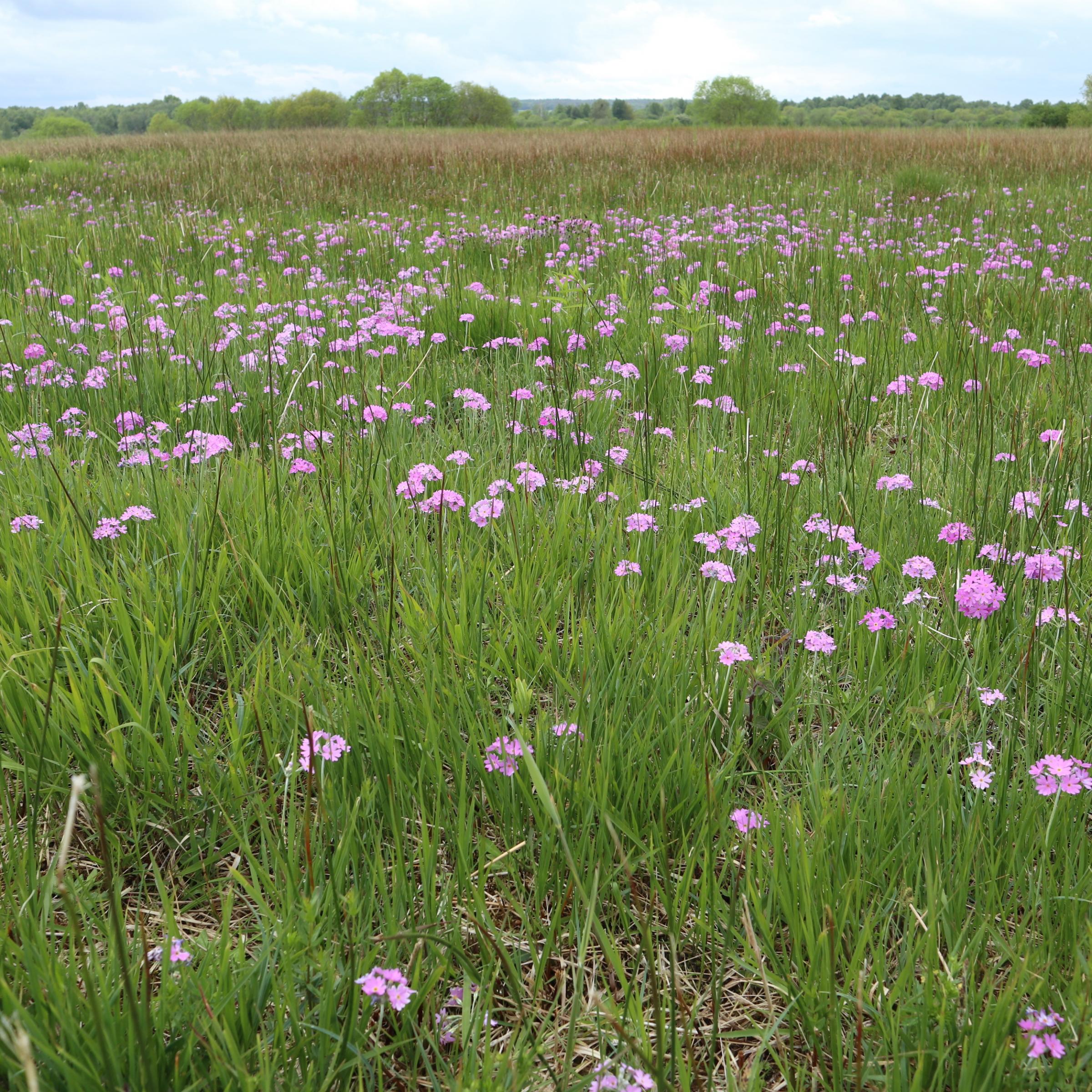 Zartrosa Primelblüten zwischen Grashalmen und Seggen.