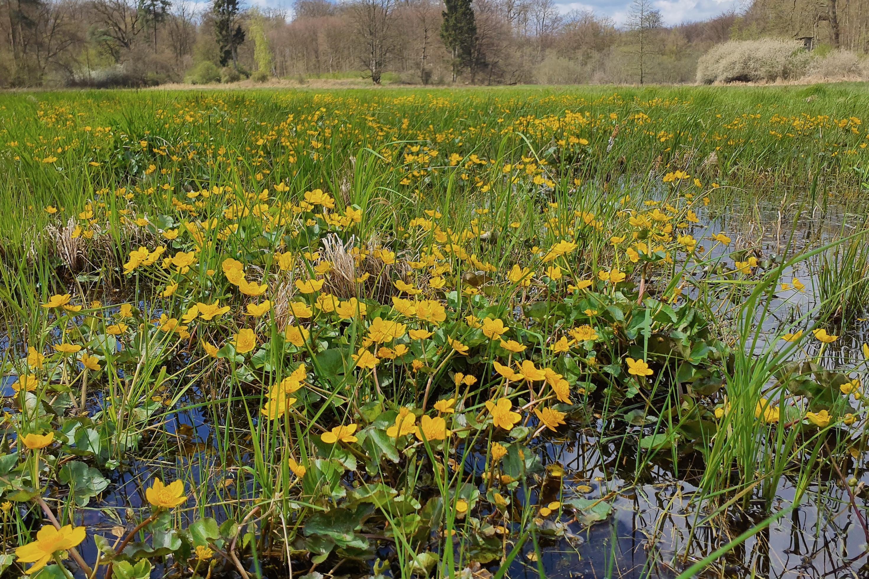 Flache, zum Teil überschwemmte Wiese; in den Wasserlachen spiegelt sich Himmel. Im Hintergrund Wald und Gebüsch.