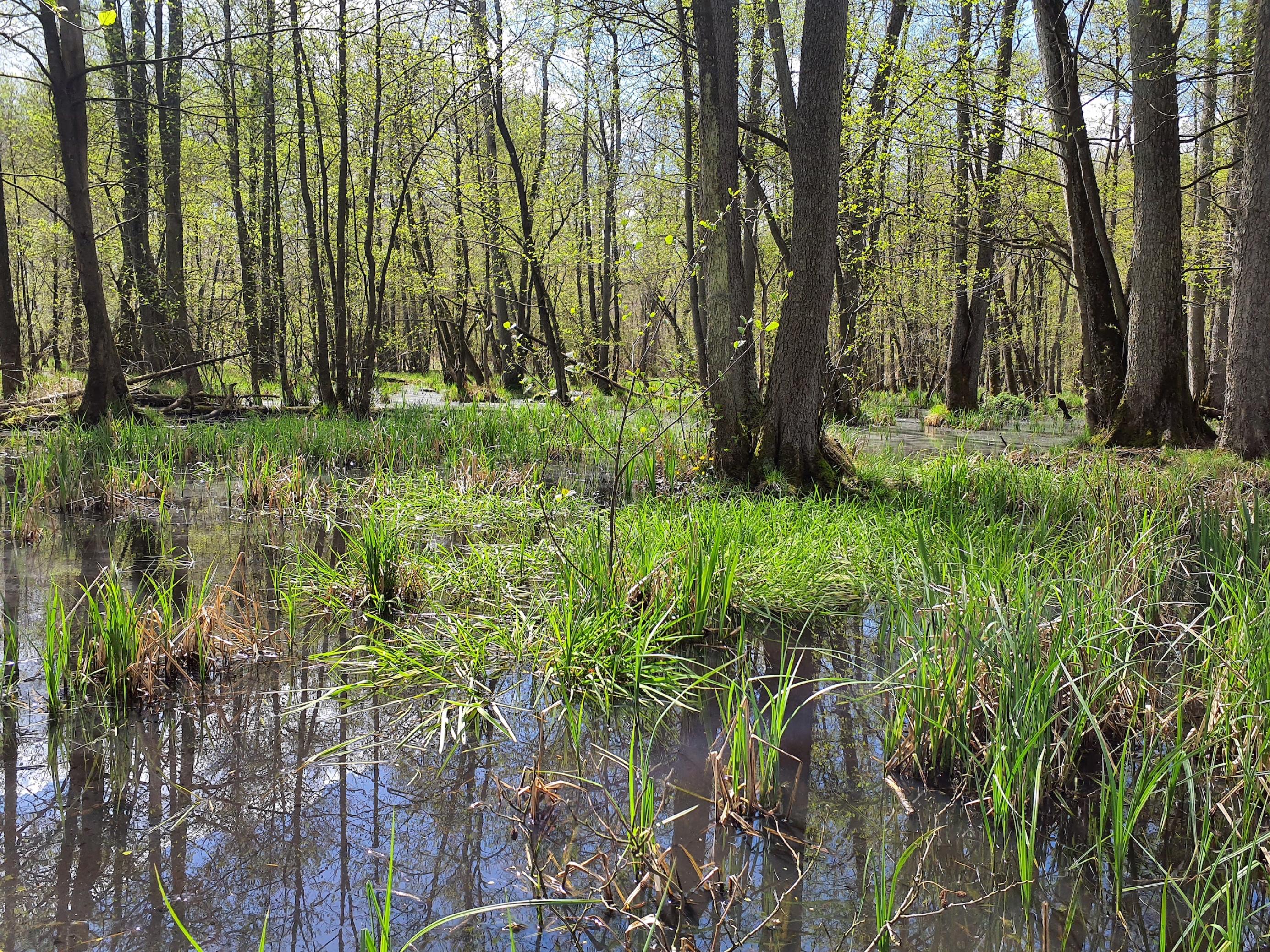 Aus dem von Wasser bedeckten Waldboden erheben sich dunkle, zartbelaubte Baumstämme