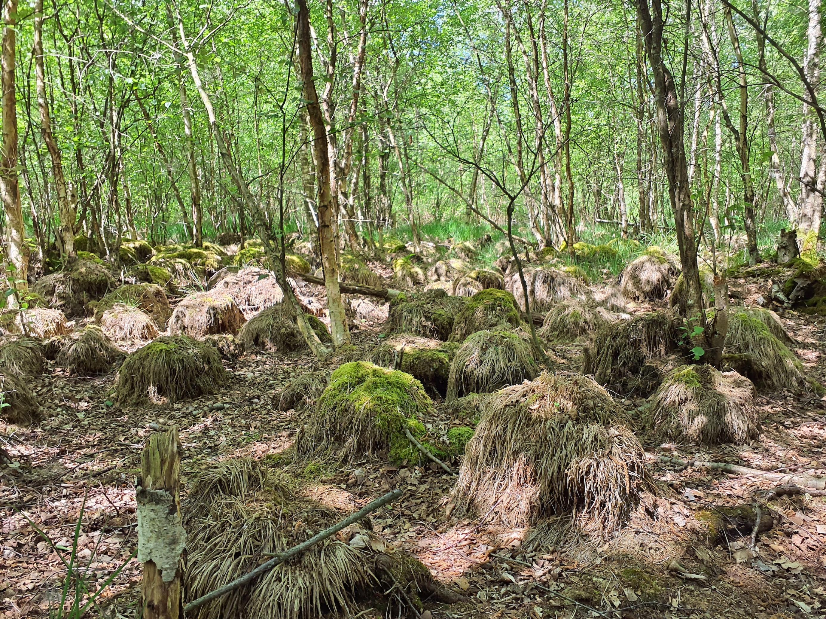 Grasbulten, von trockenem Laub umgeben, dazwischen sprießen junge Laubbäume