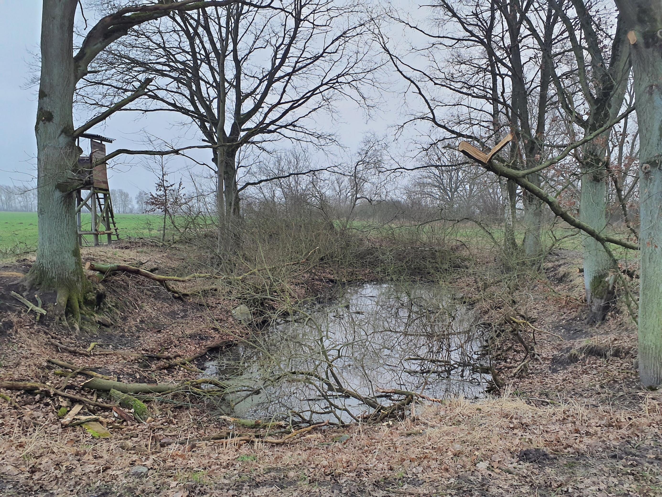 Ein auf ca. 100 Quadratmeter Wasserfläche geschrumpfter Tümpel; gesäumt von winterlich kahlen Laubbäumen; im Wasser liegen viele abgebrochene Äste