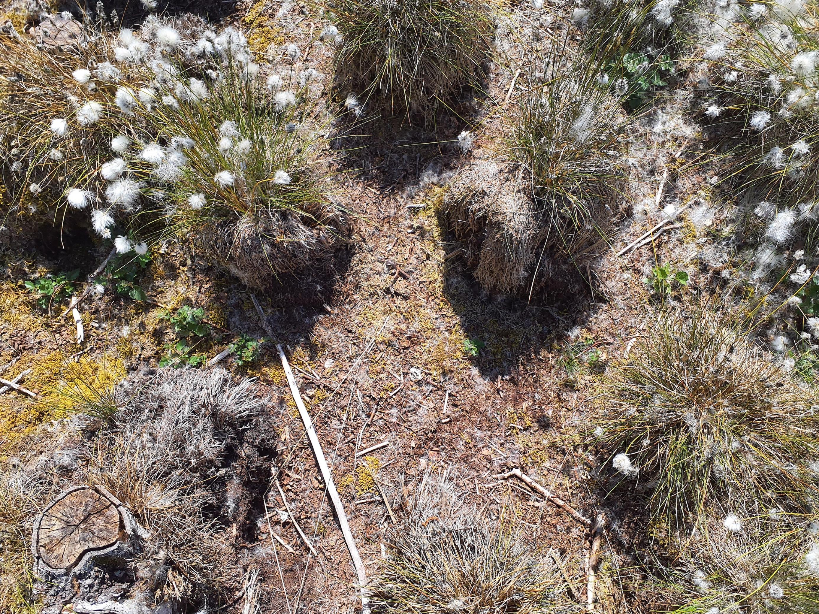 Weiße Wollgrasblüten sprießen aus kastenförmigen Bulten, die sich ca. 30 cm über dem ausgetrockneten Boden erheben.