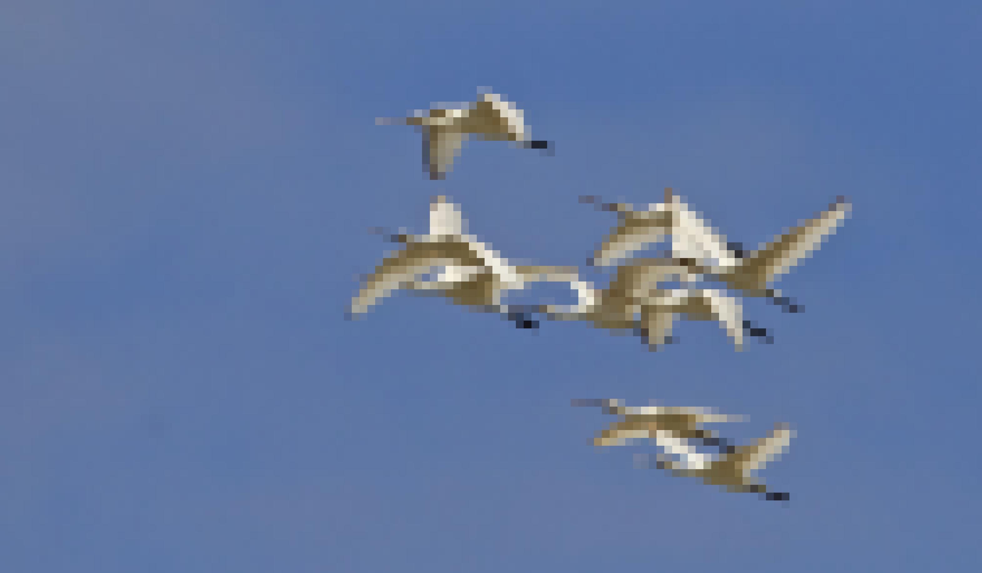 Eine Gruppe Löffler fliegend