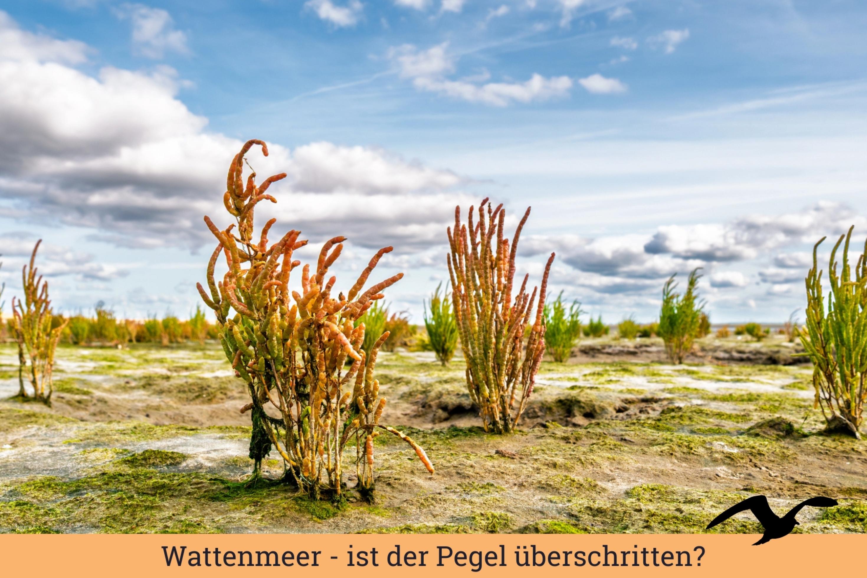 Eine weite Wattlandschaft. Vereinzelt stehen Quellerpflanzen auf dem dünn bewachsenen Untergrund.