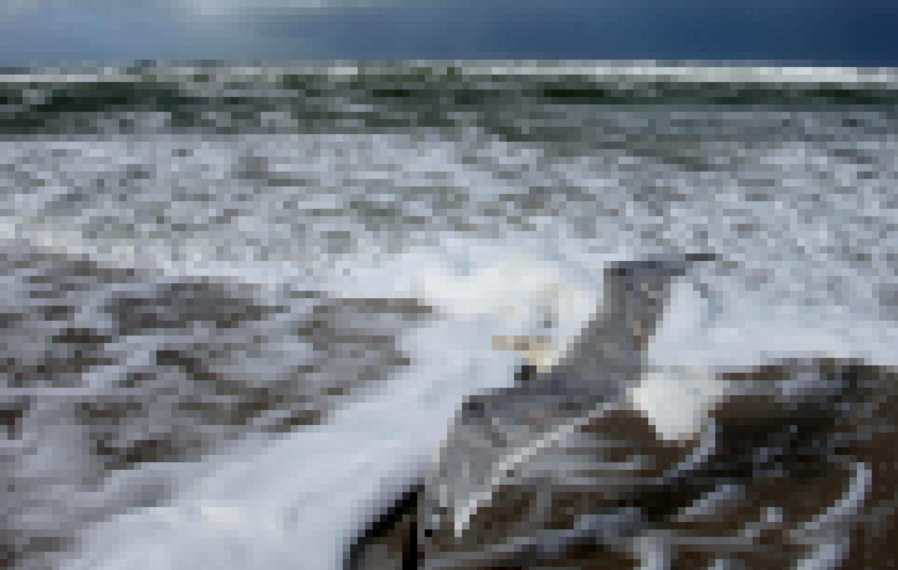 Eine Silbermöwe fliegt dich über dem Boden an der Wasserkante eines Strandes entlang.