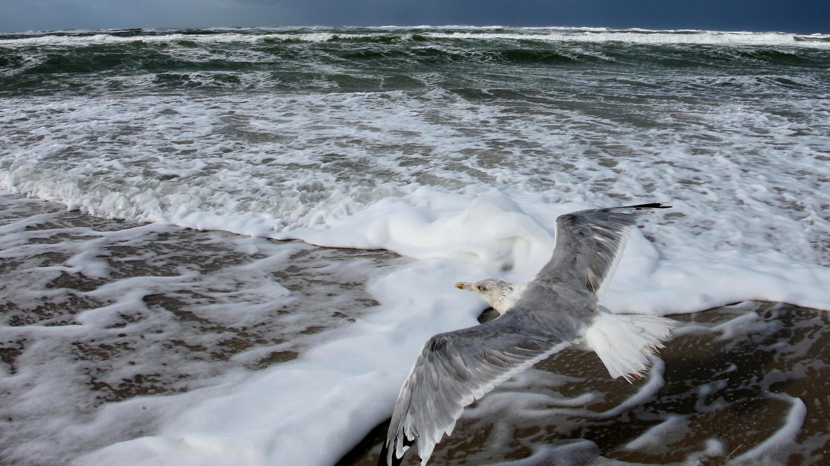 Eine Silbermöwe fliegt dich über dem Boden an der Wasserkante eines Strandes entlang.
