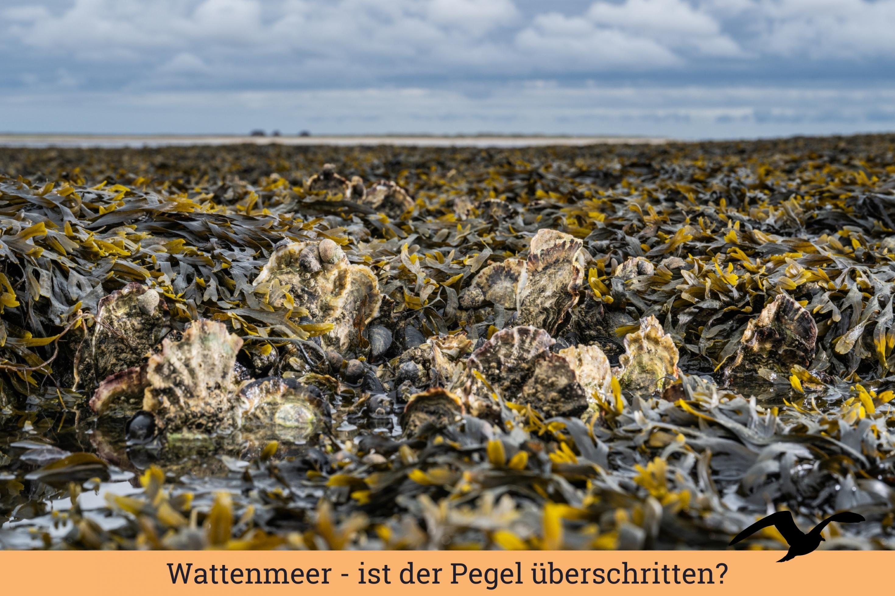 Im Wattenmeer tummeln sich viele Lebewesen.