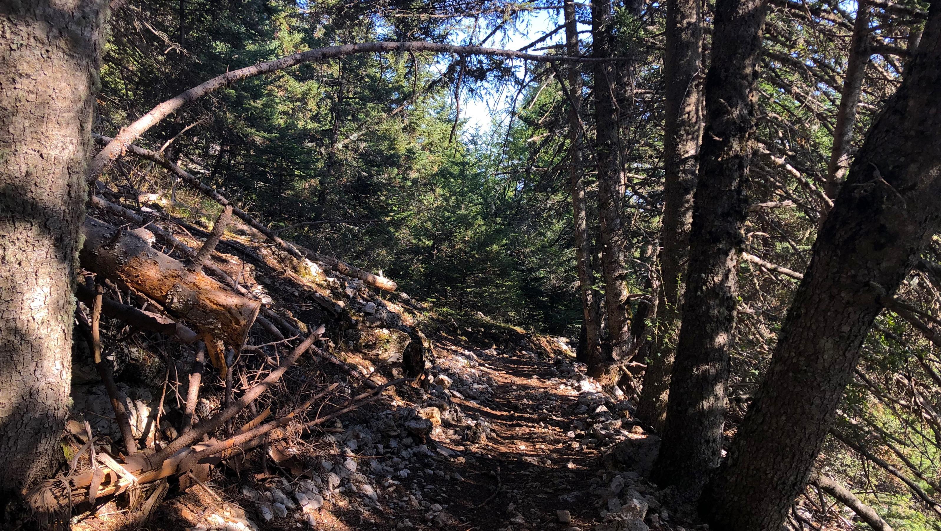 In de Bildmitte ein schmaler brauner Waldweg, rechts und links Stämme von griechischen Tannen.