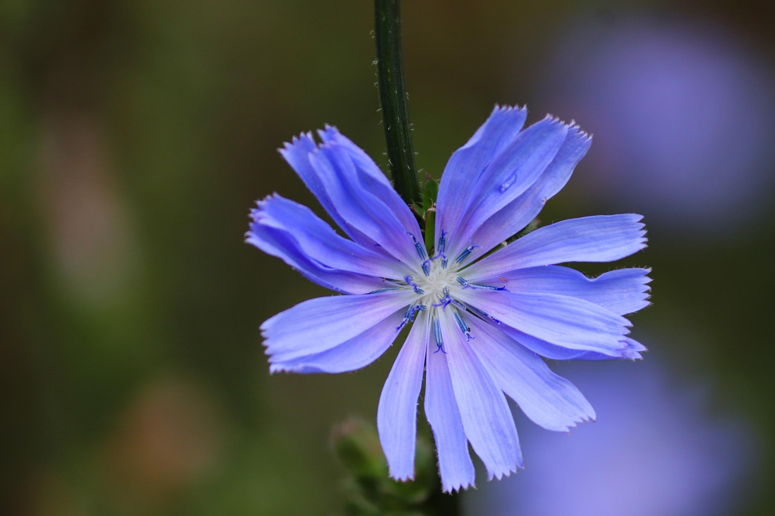Die Gewöhnliche Wegwarte zeigt ihre blauen Blüten nur am Morgen.