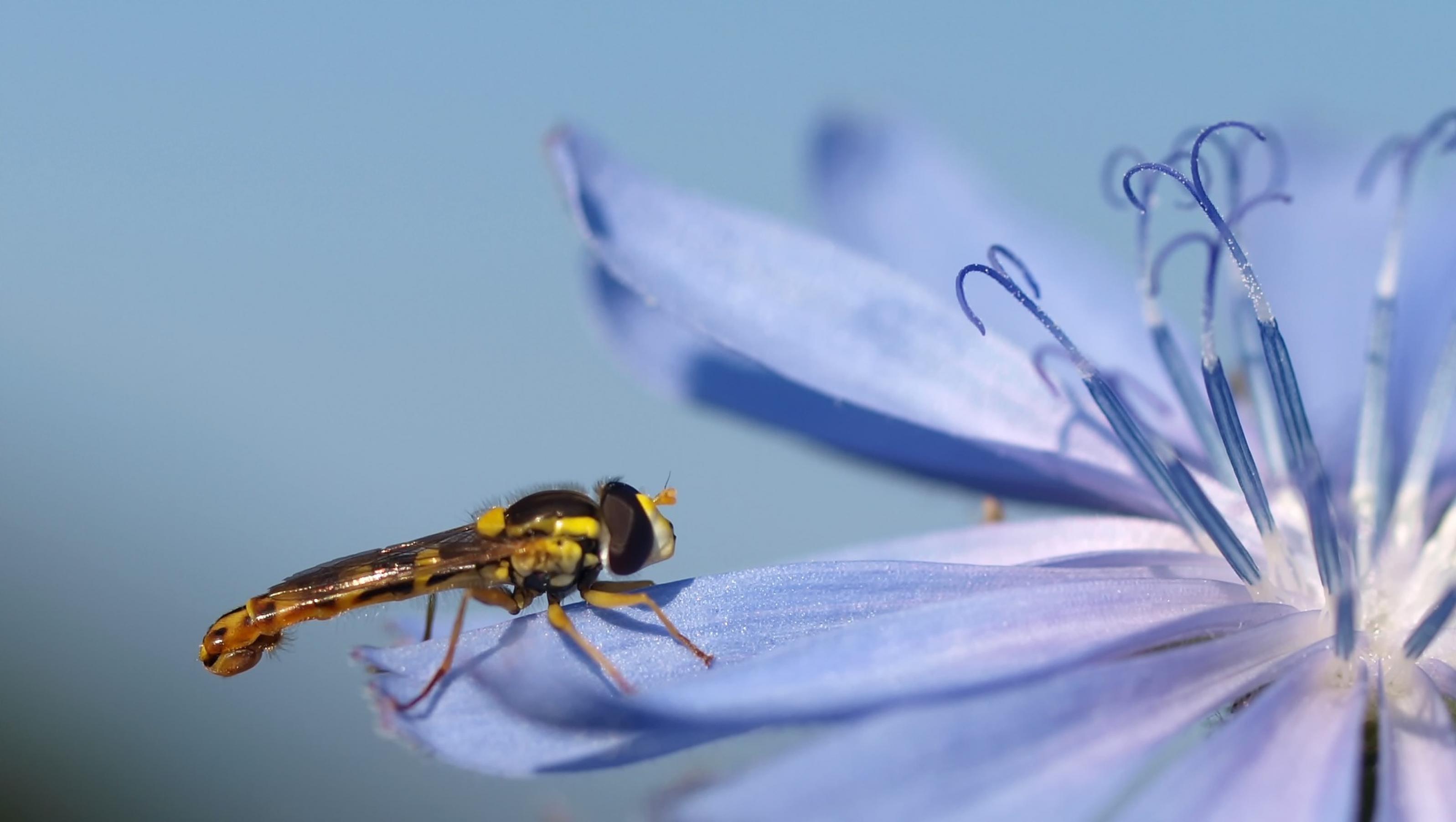 Eine Schwebfliege auf einer blühenden Wegwarte