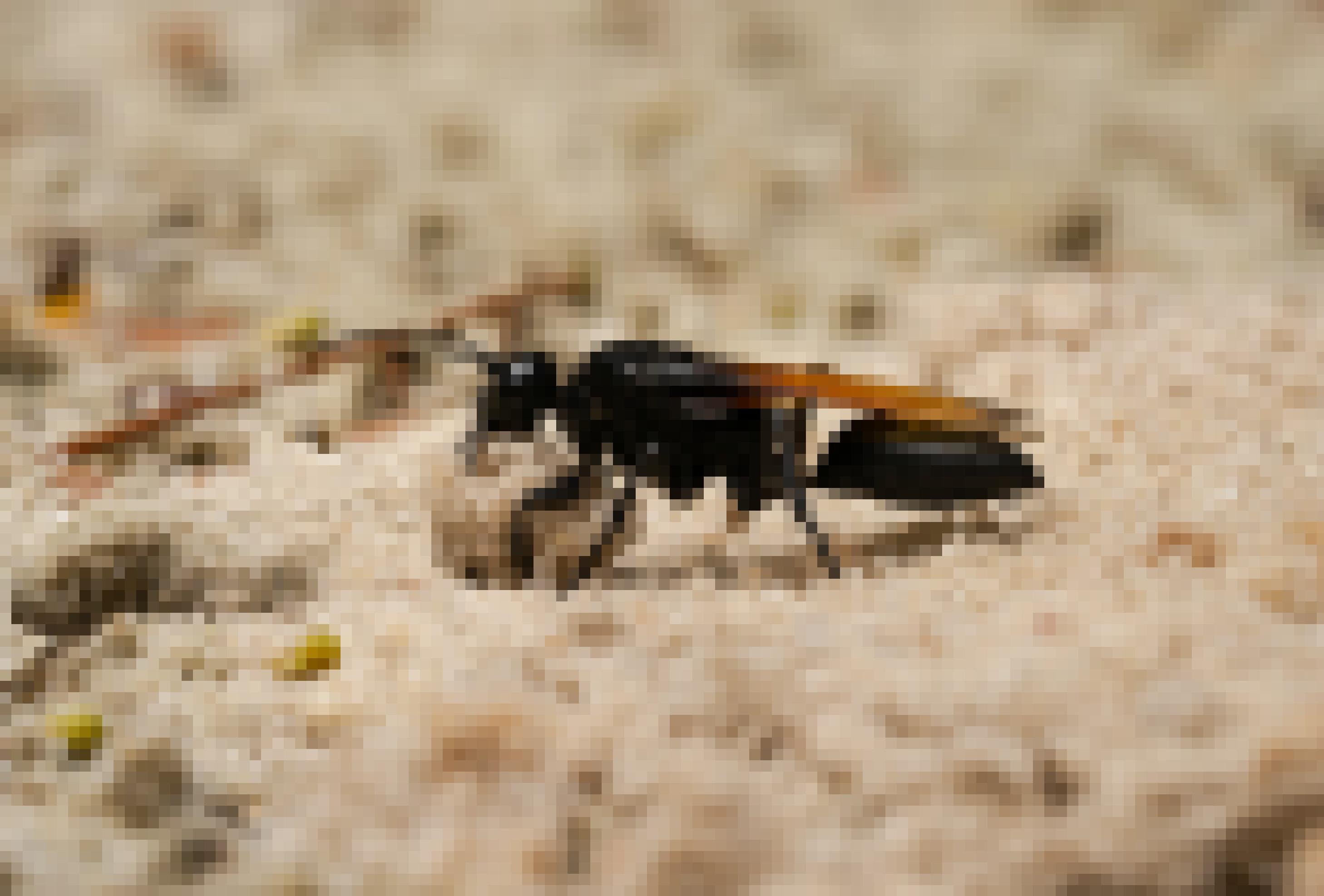 Foto einer schwarzen Wegwespe, die eine Sandkugel geformt hat und auf dem Boden arrangiert.