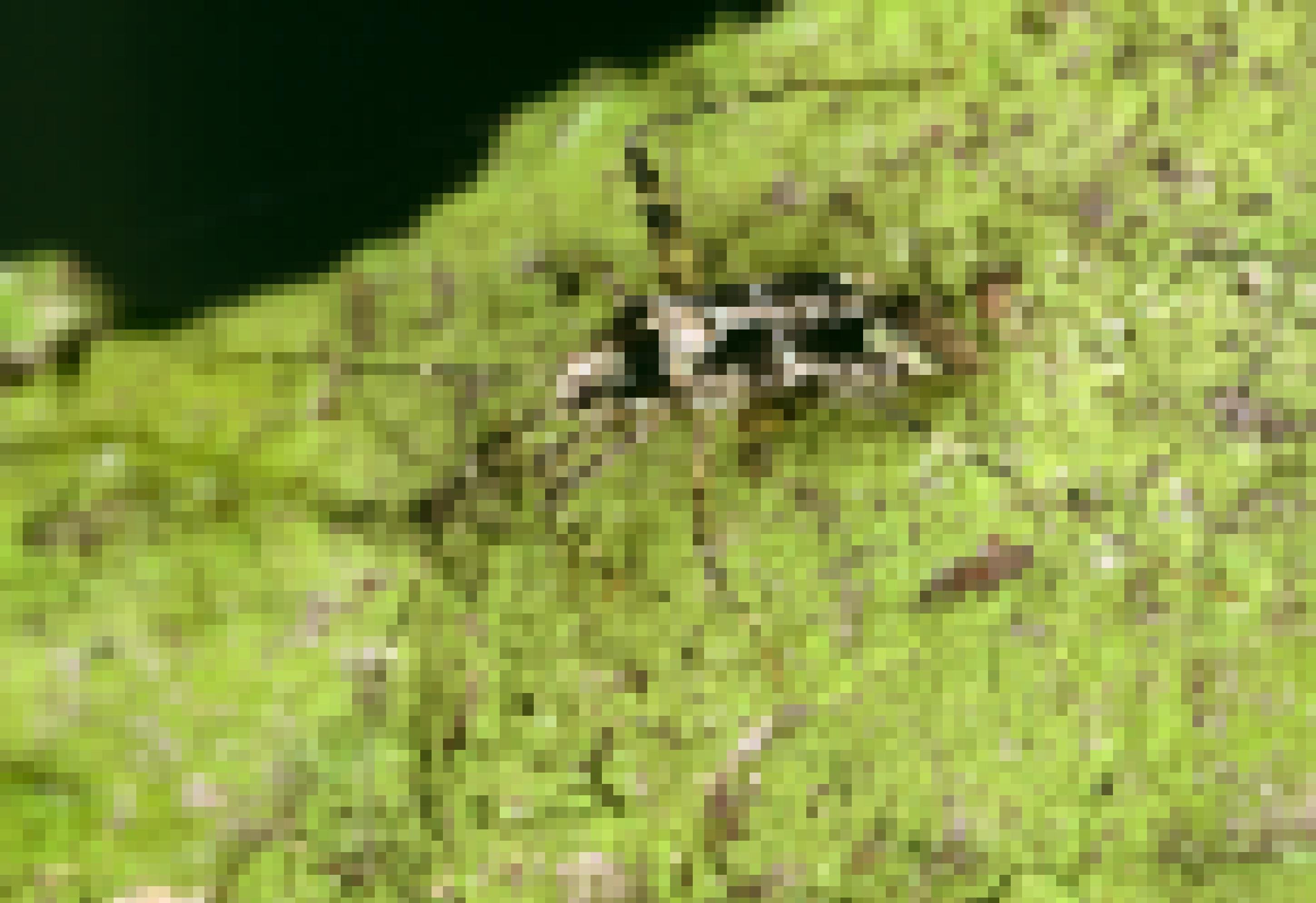 Ein schmales Insekt mit langen dünnen Beinen krabbelt über einen mit flechten bedeckten Ast. Es ist hellgrün-schwarzbraun gescheckt.
