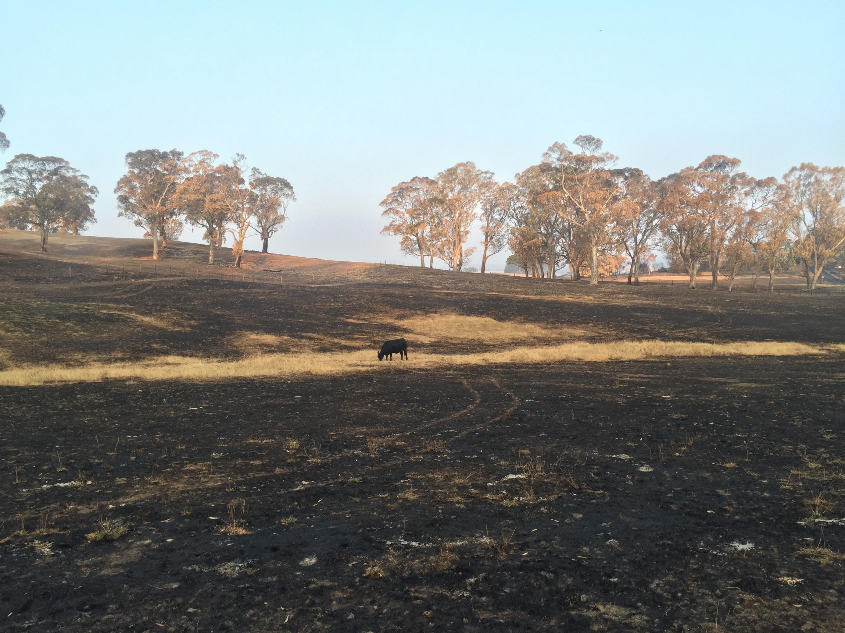 Das Foto zeigt eine schwarzverbrannte Weide in Lobethal, Südaustralien. Dort hat es Ende Dezember 2019 katastrophal gebrannt.