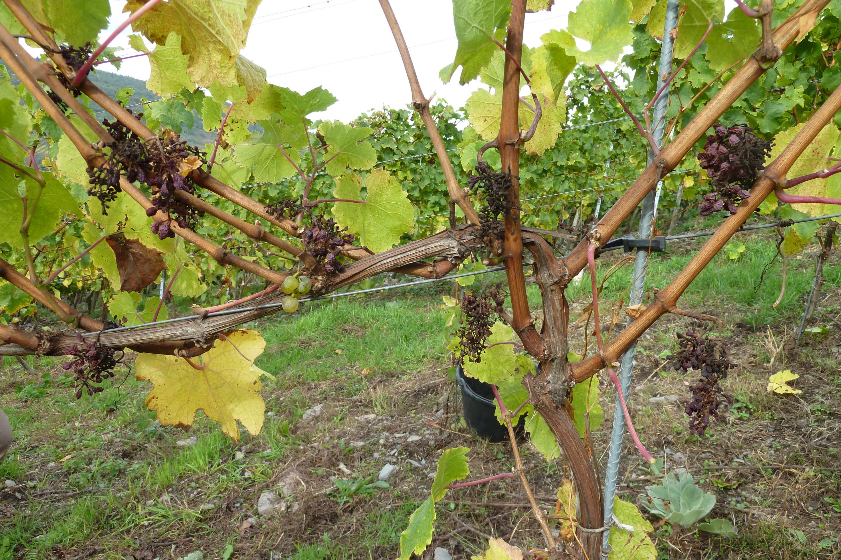 Falscher Mehltau hat eine Riesling-Weinrebe befallen. Sie ist nicht mehr zu retten.