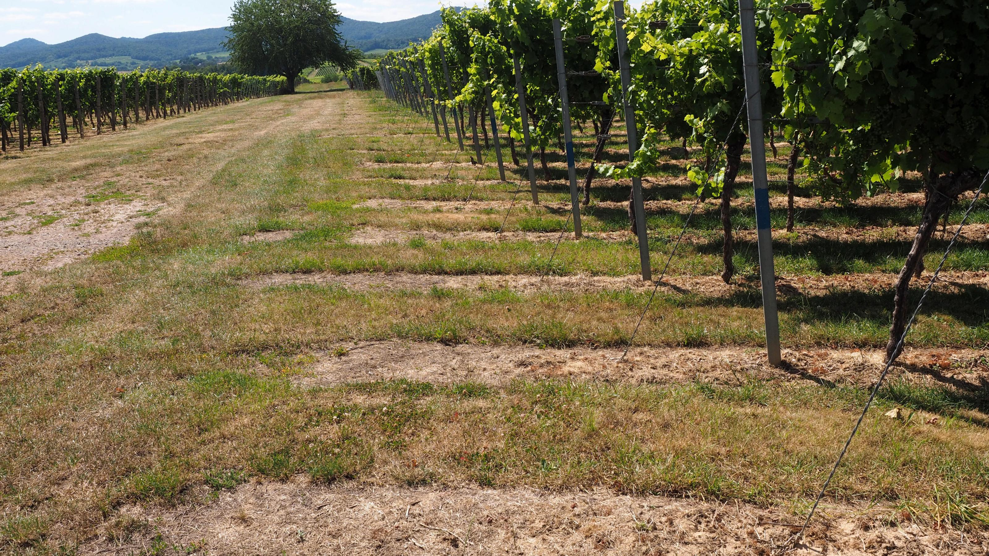 Halbtotale Weinbaugebiet. Gut sichtbar sind die bräunlichen Stellen unter den Weinstöcken. Dort kam Glyphosat zum Einsatz.