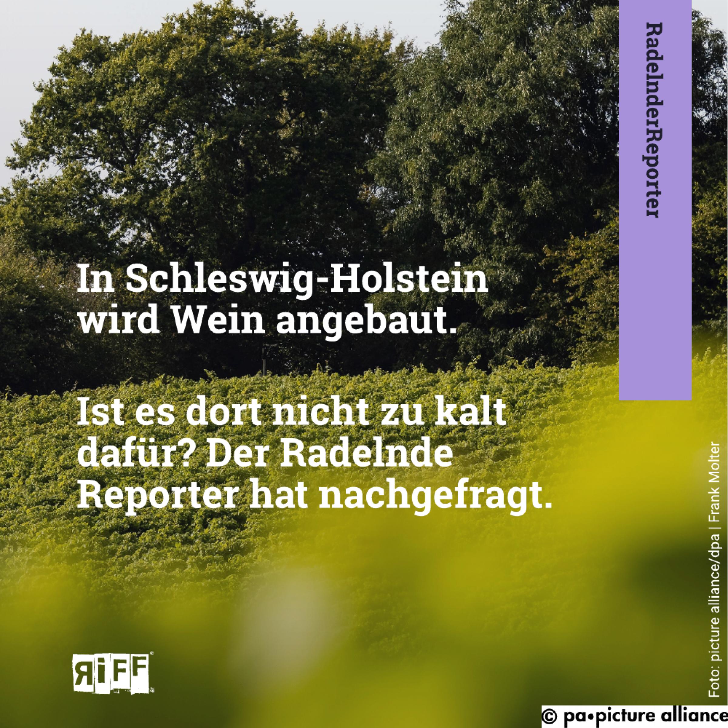 Sogenannte SocialMedia-Kachel mit der Aufschrift „In Schleswig-Holstein wird Wein angebaut. Ist es dort nicht zu kalt dafür? – Der RadelndeReporter hat nachgefragt“.