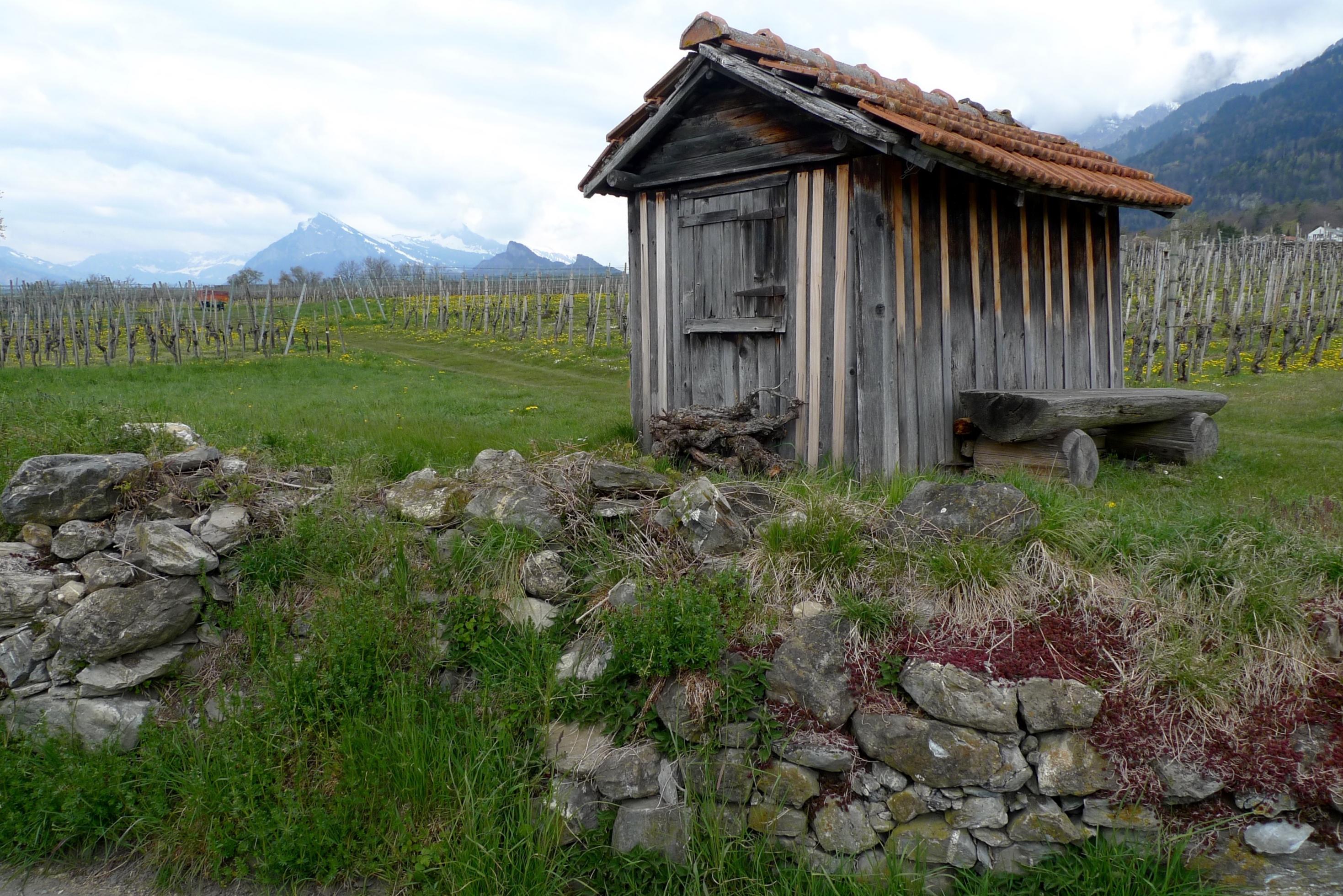 Ein alter Schuppen und eine alte Mauer im Weinbaugebiet der Bündner Herrschaft.