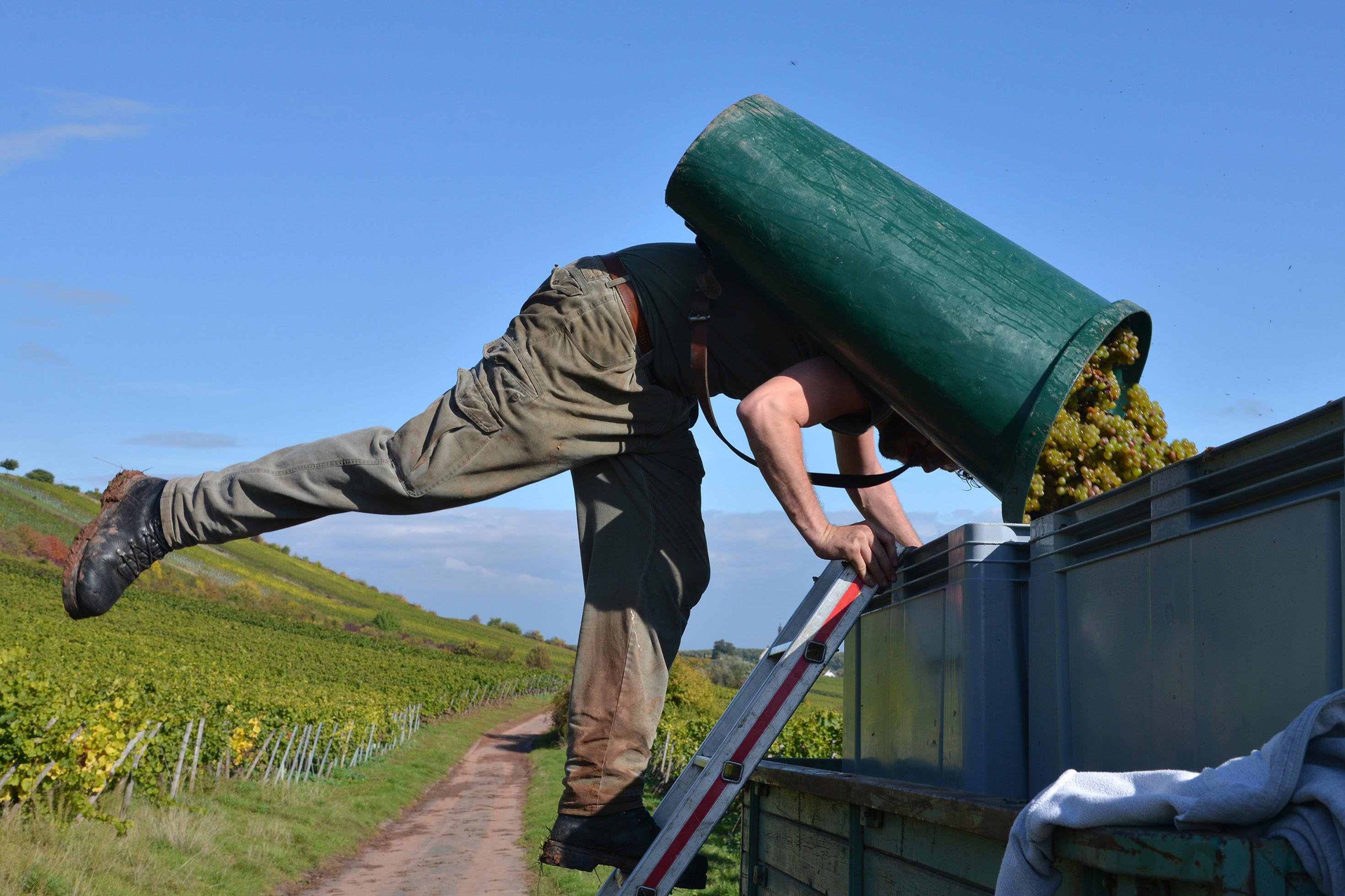 Ein Mann in Arbeitskleidung steht auf einer Leiter und beugt sich mit Schwung nach vorne, so dass die grünen Trauben aus dem Behälter auf seinem Rücken in graue Transportboxen fallen. Im Hintergrund ist ein Weinberg mit wenig Steigung zu sehen.