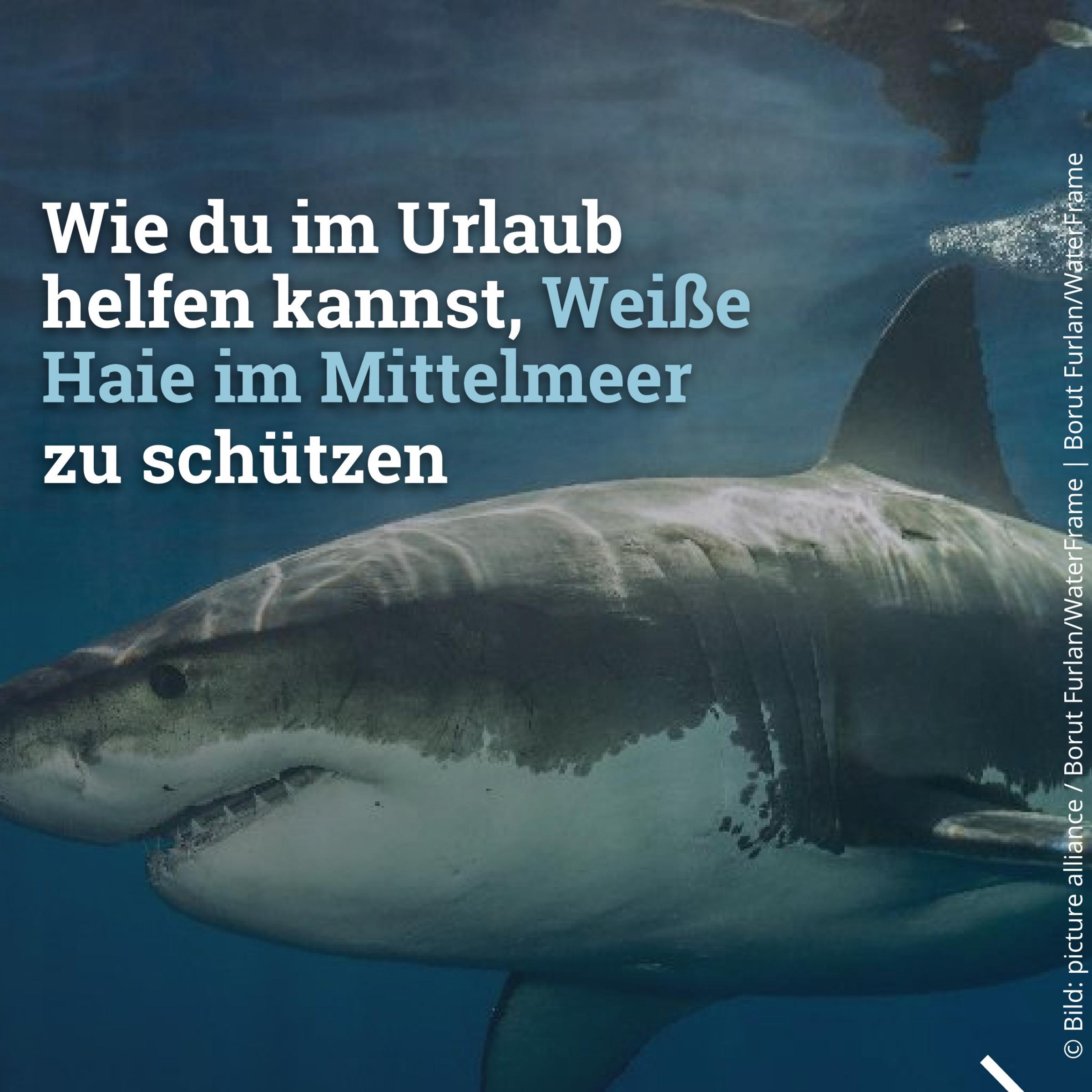 Wie du im Urlaub helfen kannst Weiße Haie im Mittelmeer zu schützen
