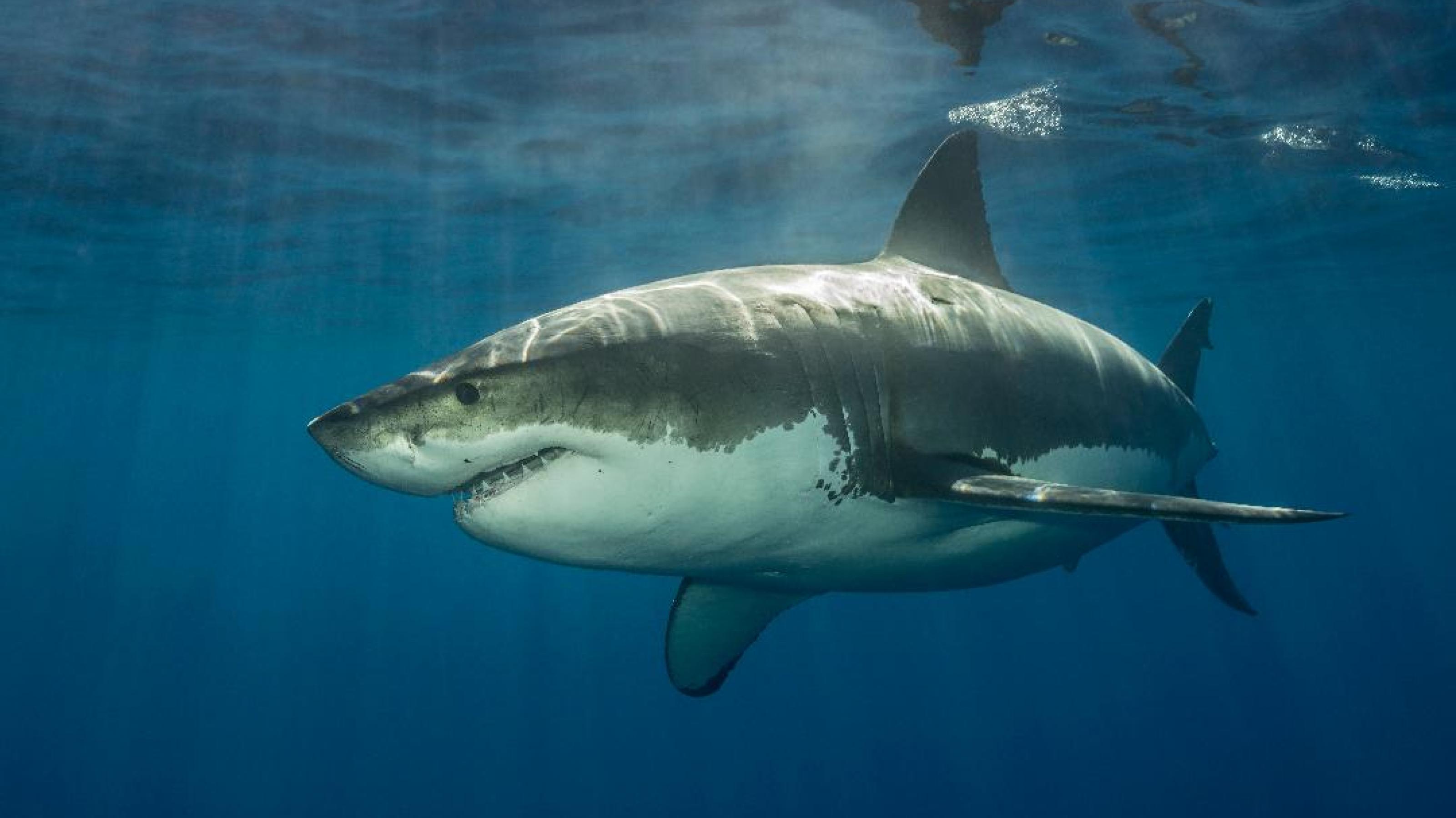 Unterwasserfoto eines schwimmenden Weißen Hais mit charakteristisch hellem Bauch und grauer Oberseite, der von Sonnenlicht bestrahlt wird.