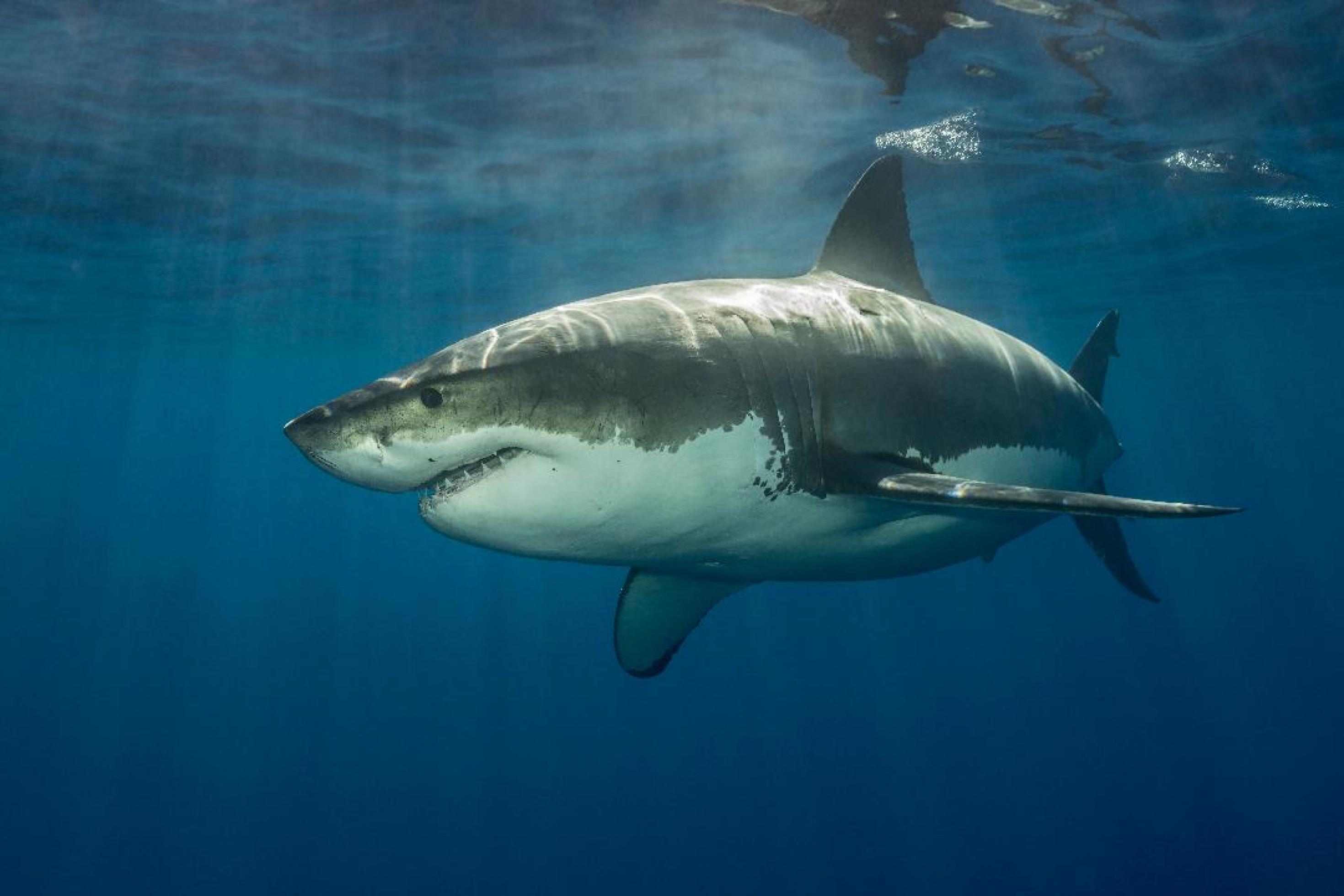Unterwasserfoto eines schwimmenden Weißen Hais mit charakteristisch hellem Bauch und grauer Oberseite, der von Sonnenlicht bestrahlt wird.