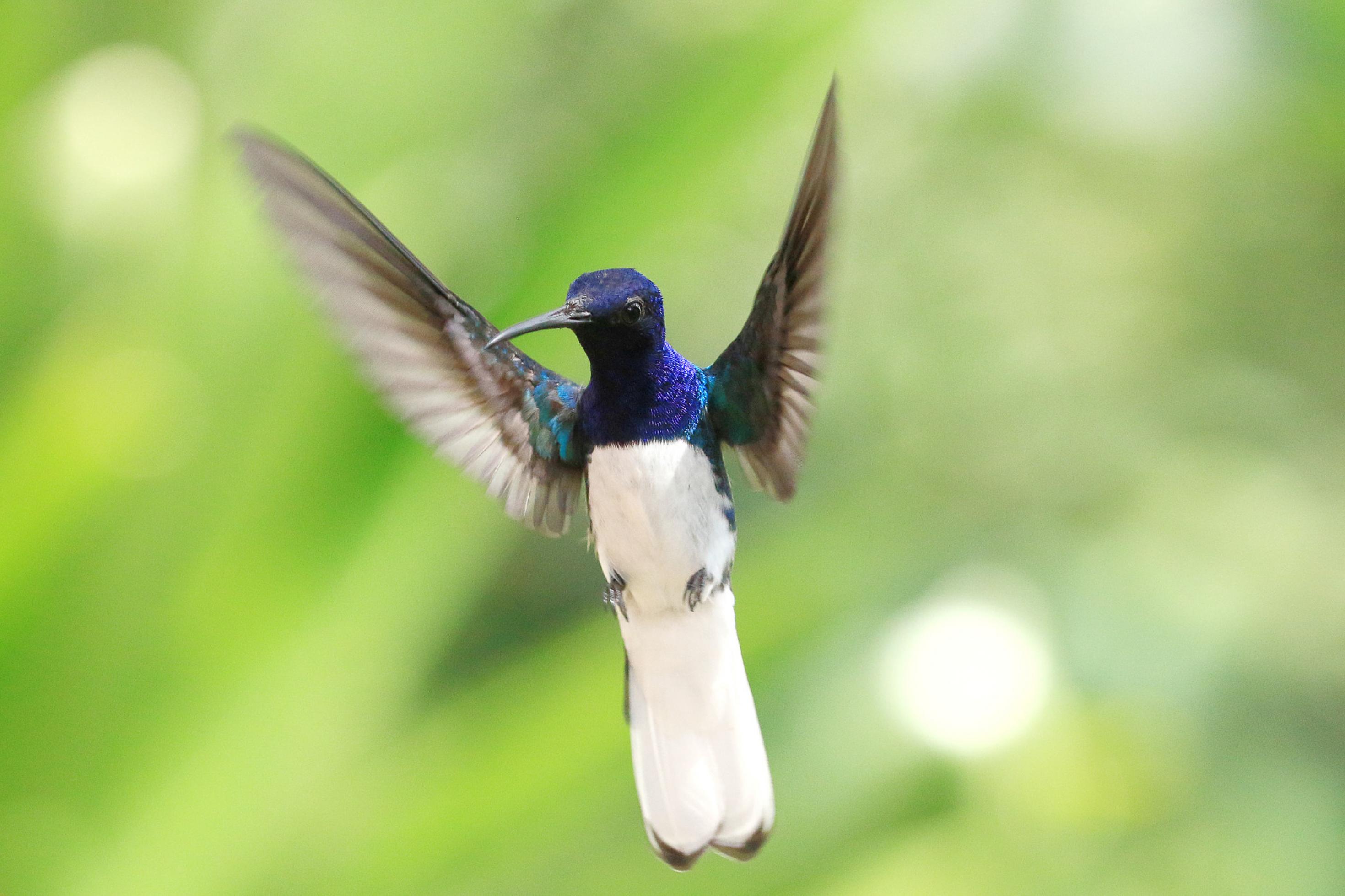 Ein Vogel mit langem Schnabel, dunkelblau glänzendem Kopf, schwarz-blauen Flügeln und weißem Bauch und Schwanzgefieder im Flug.