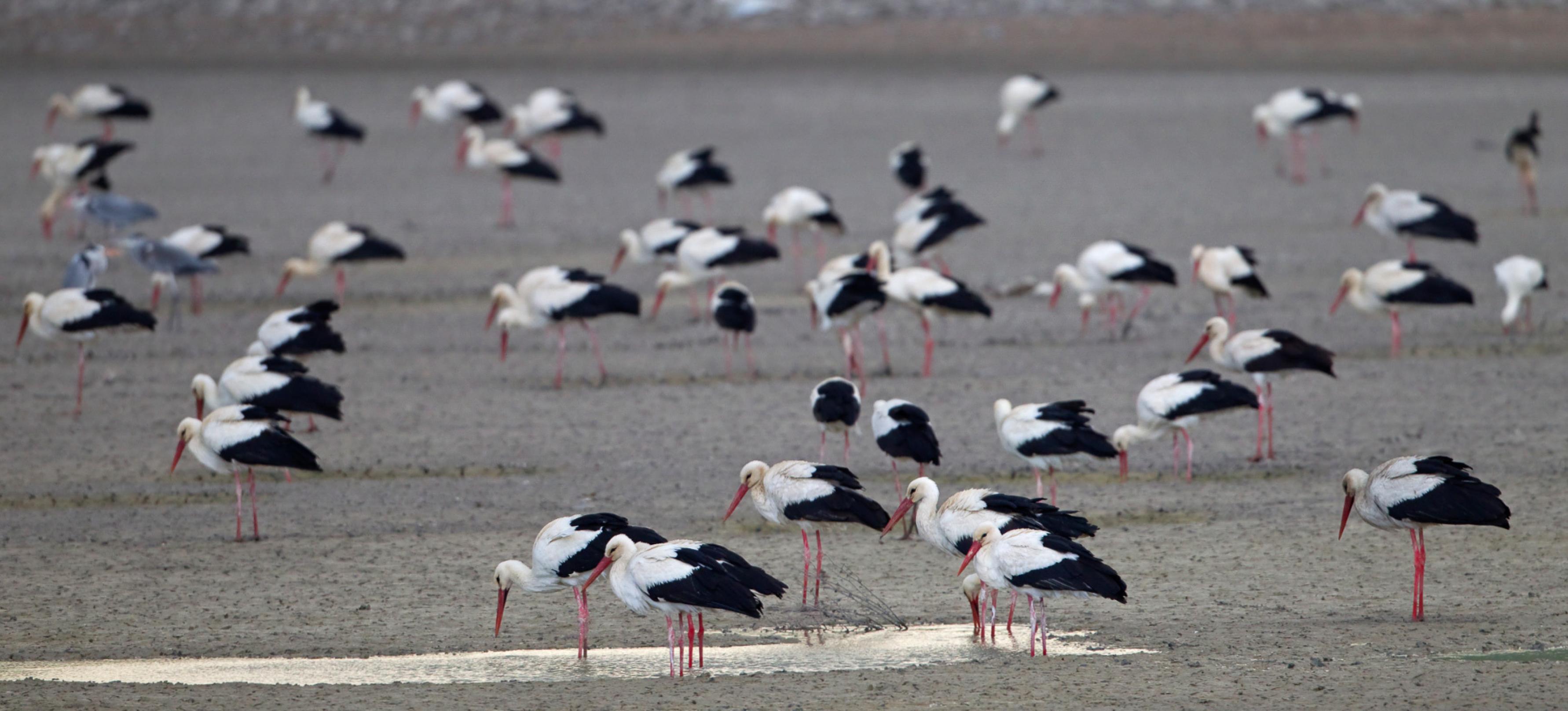Rund zwei Dutzend große weiße Vögel mit schwarzen Flügel- und Schwanzspitzen und leuchtend roten Schnäbeln und Beinen stehen auf einer grauen Sandfläche herum. Zwei picken in einer Pfütze, in der sich Wasser gesammelt hat.