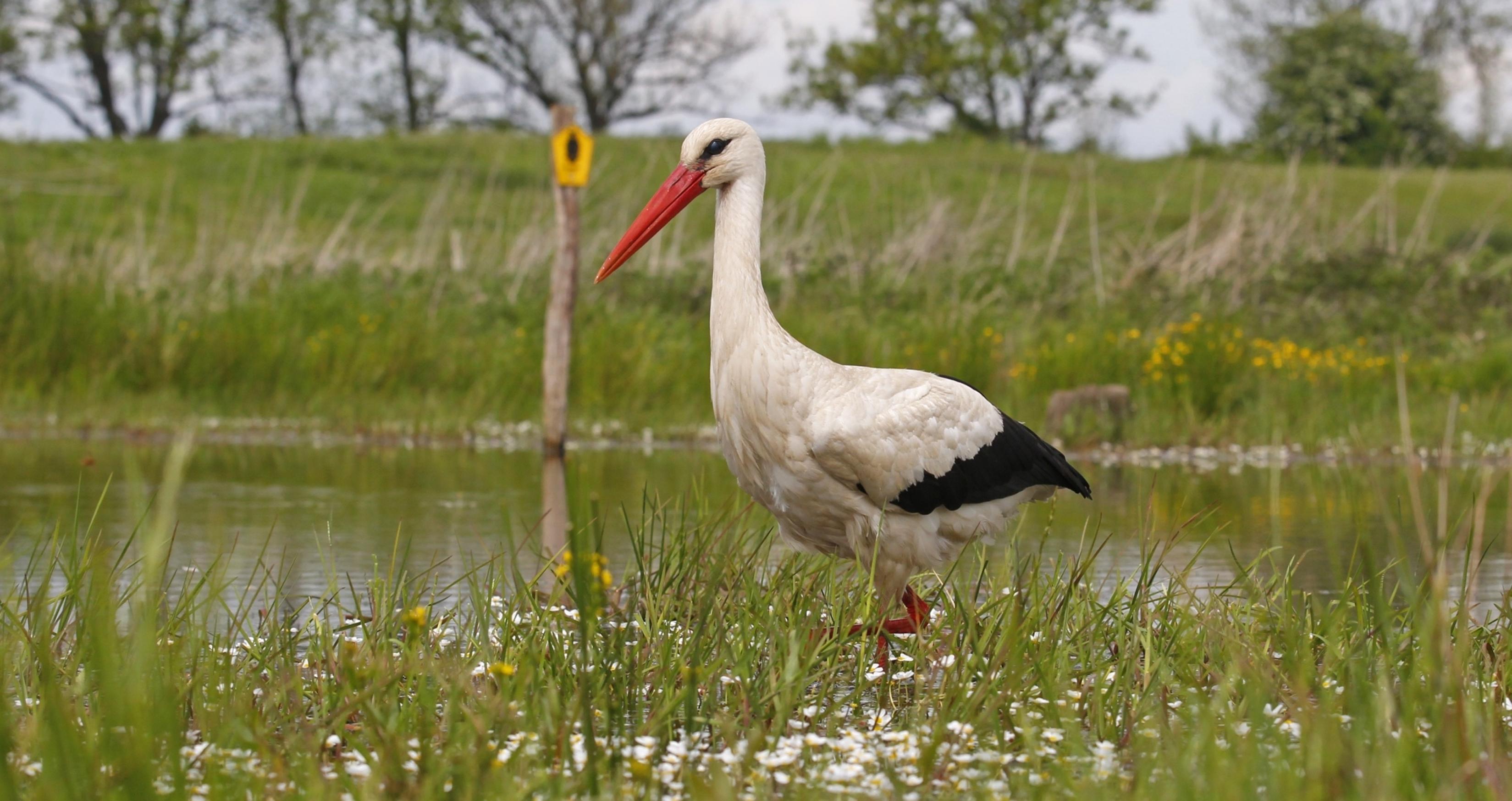 Bild von einem Weißstorch, der in einem Tümpel stakst, dahinter ein Schild „Naturschutzgebiet“.