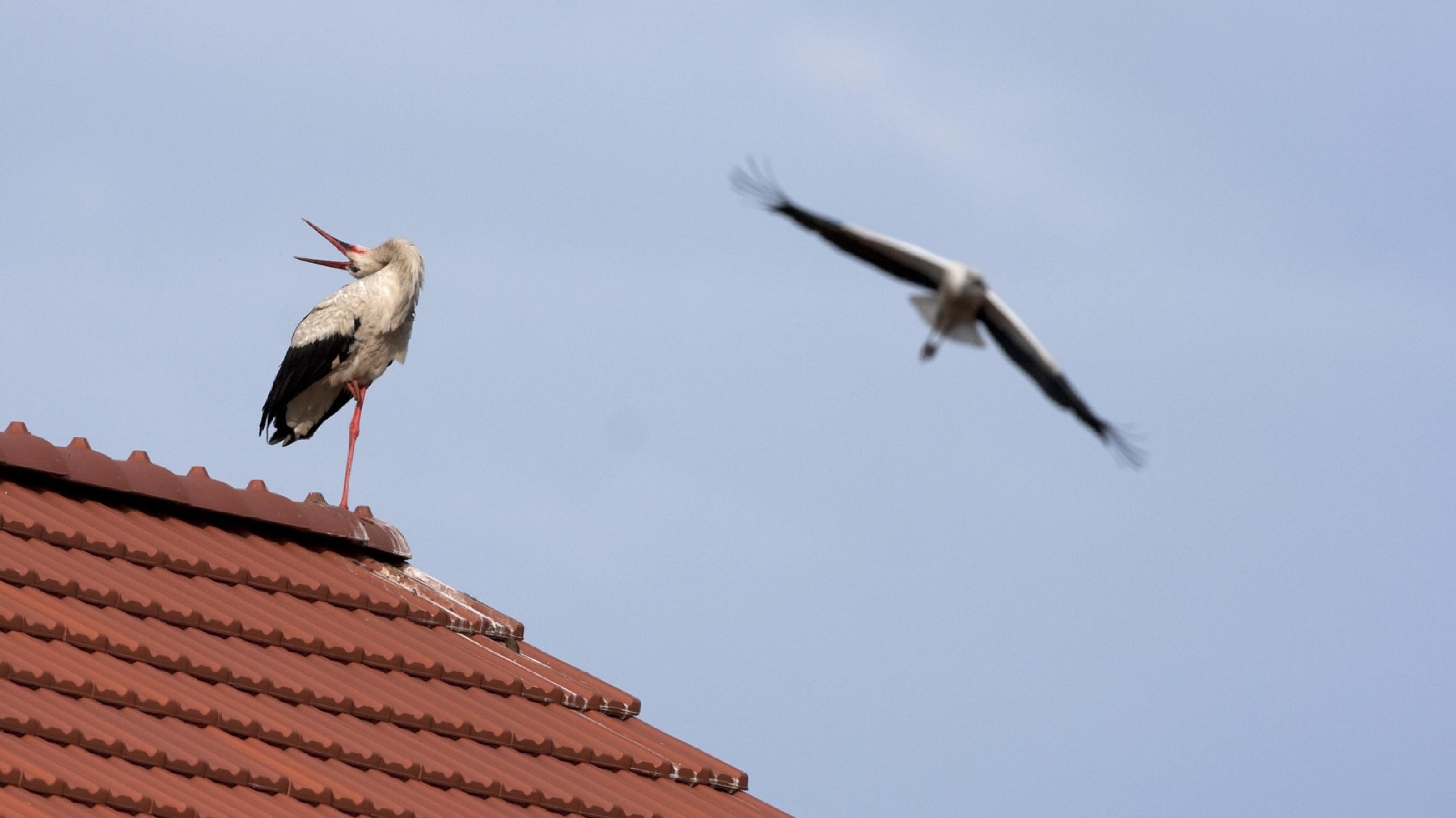 Weißstorchmännchen sitzt auf dem Dach und legt den Kopf zum Balzen nach hinten, das Weibchen ist schon im Anflug.