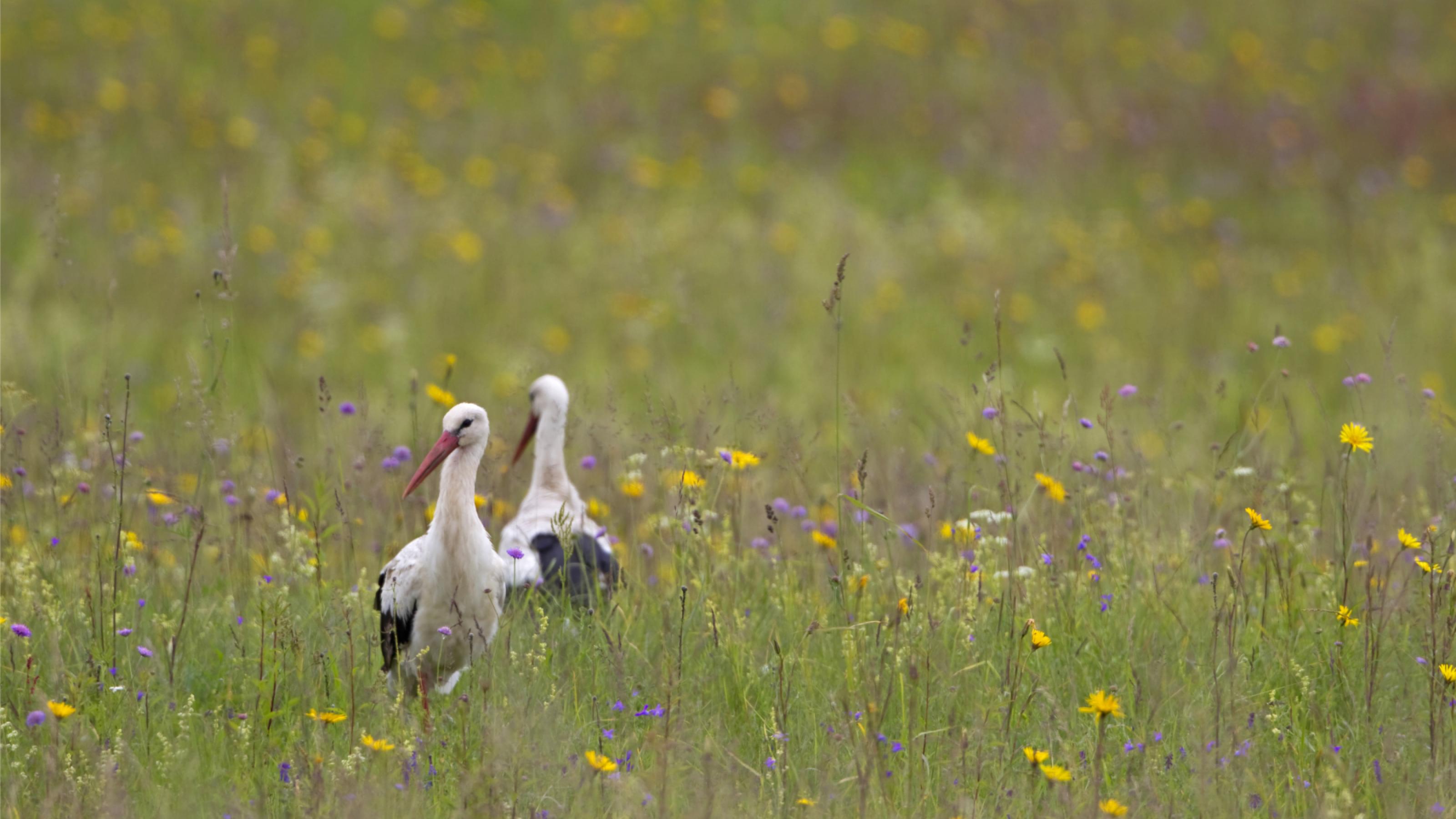 Zwei Weißstörche suchen in einer bunten Blumenwiese nach Nahrung.
