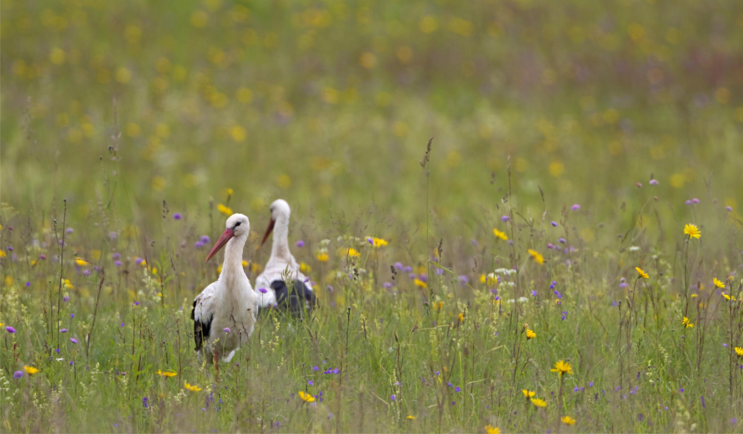 Zwei Weißstörche suchen in einer bunten Blumenwiese nach Nahrung.