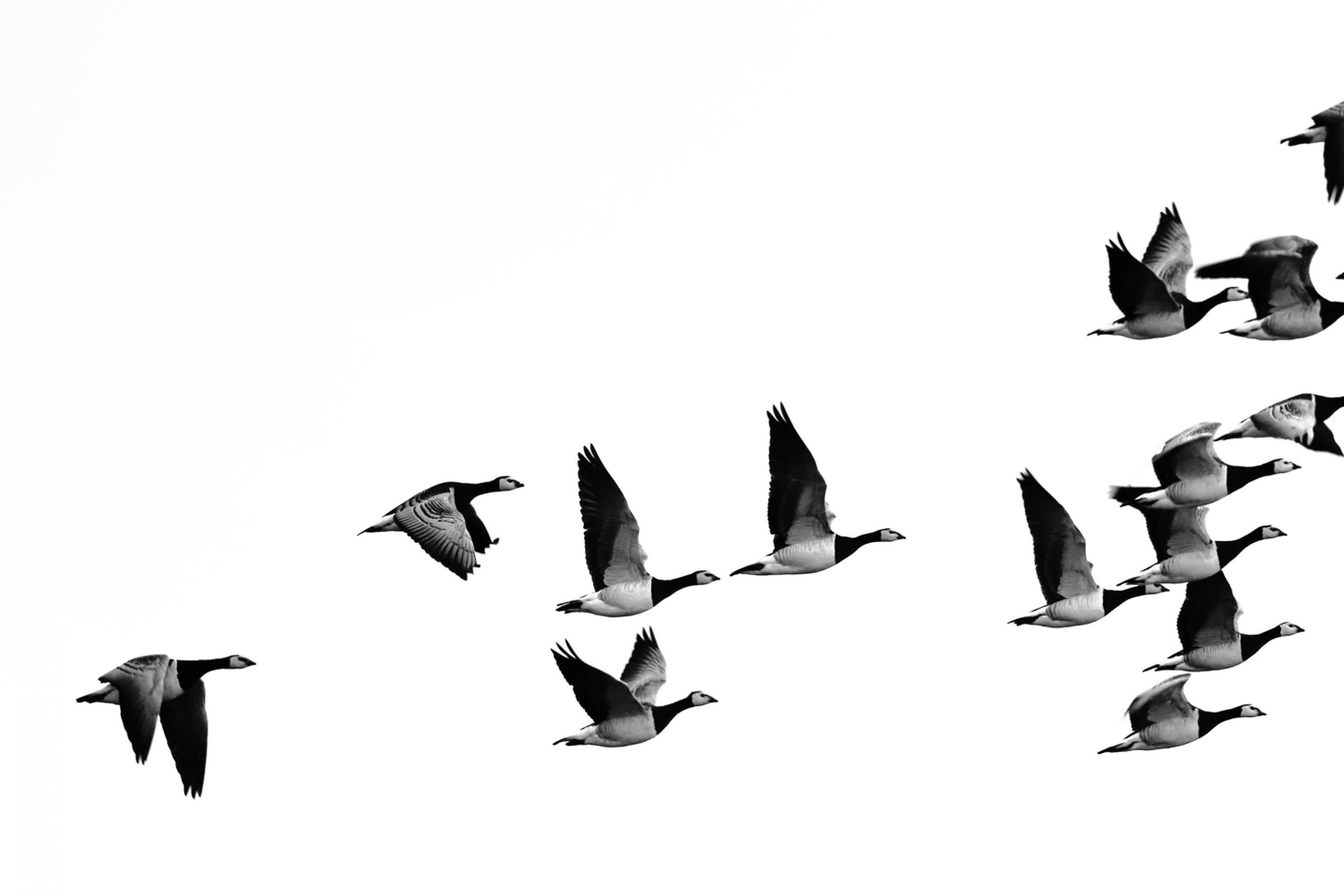 Eine Gruppe aus einem halben Dutzend Weißwangengänse beim Auffliegen vor grauem Himmel