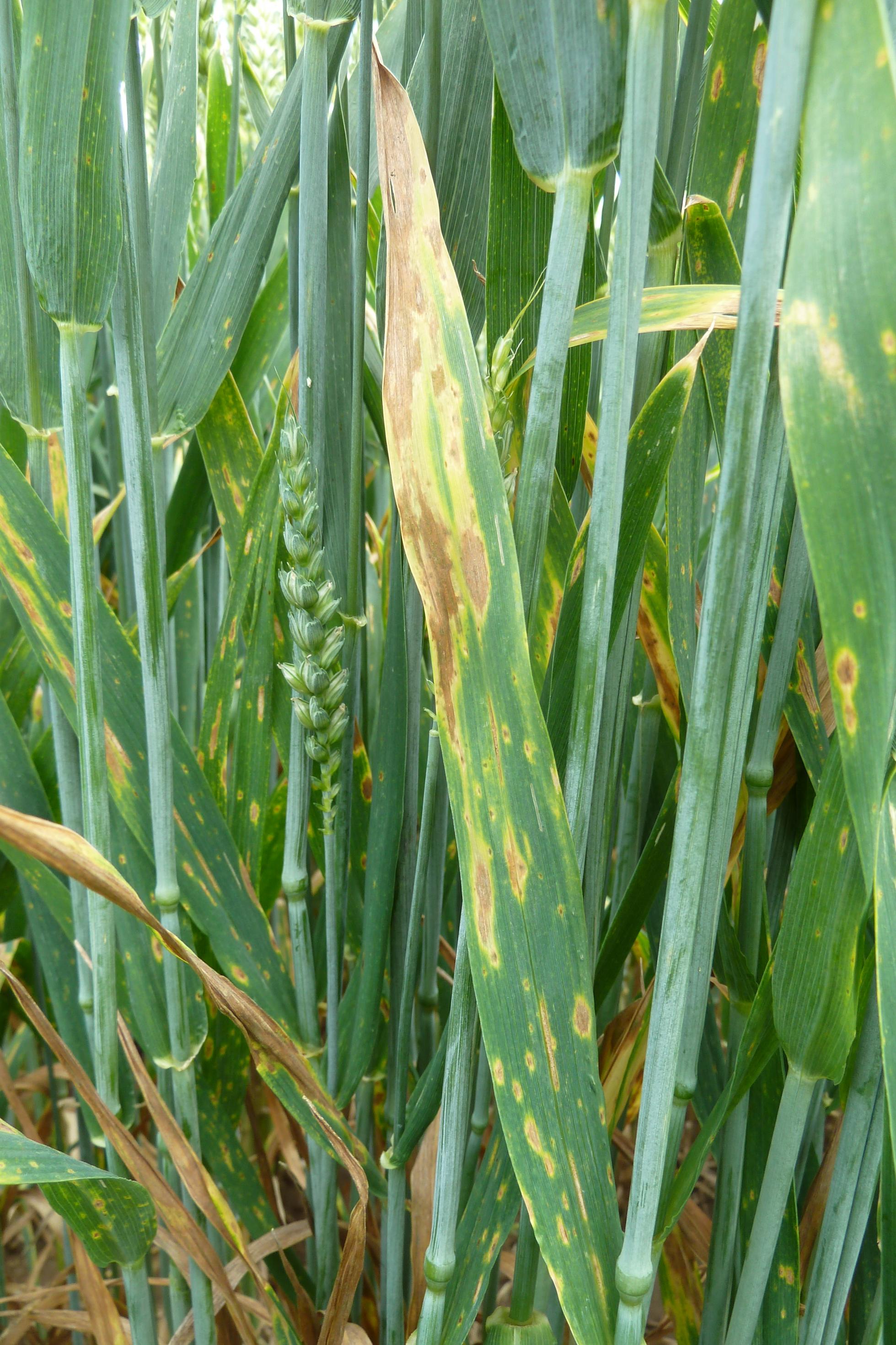 Der Befall mit Septoria hinterlässt gelbe Flecken auf den Pflanzenblättern, hier ist Weizen betroffen.