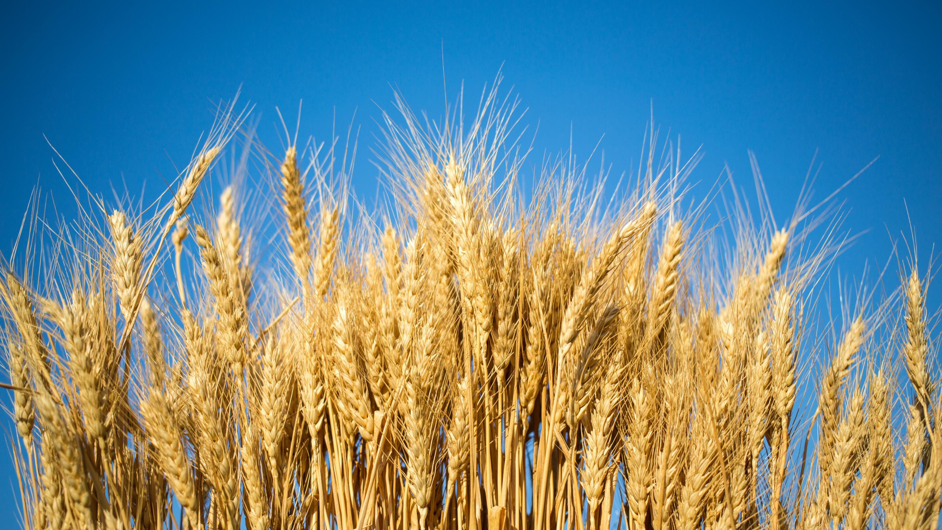 Symbolbild von Weizen in der Ukraine vor blauem Himmel.