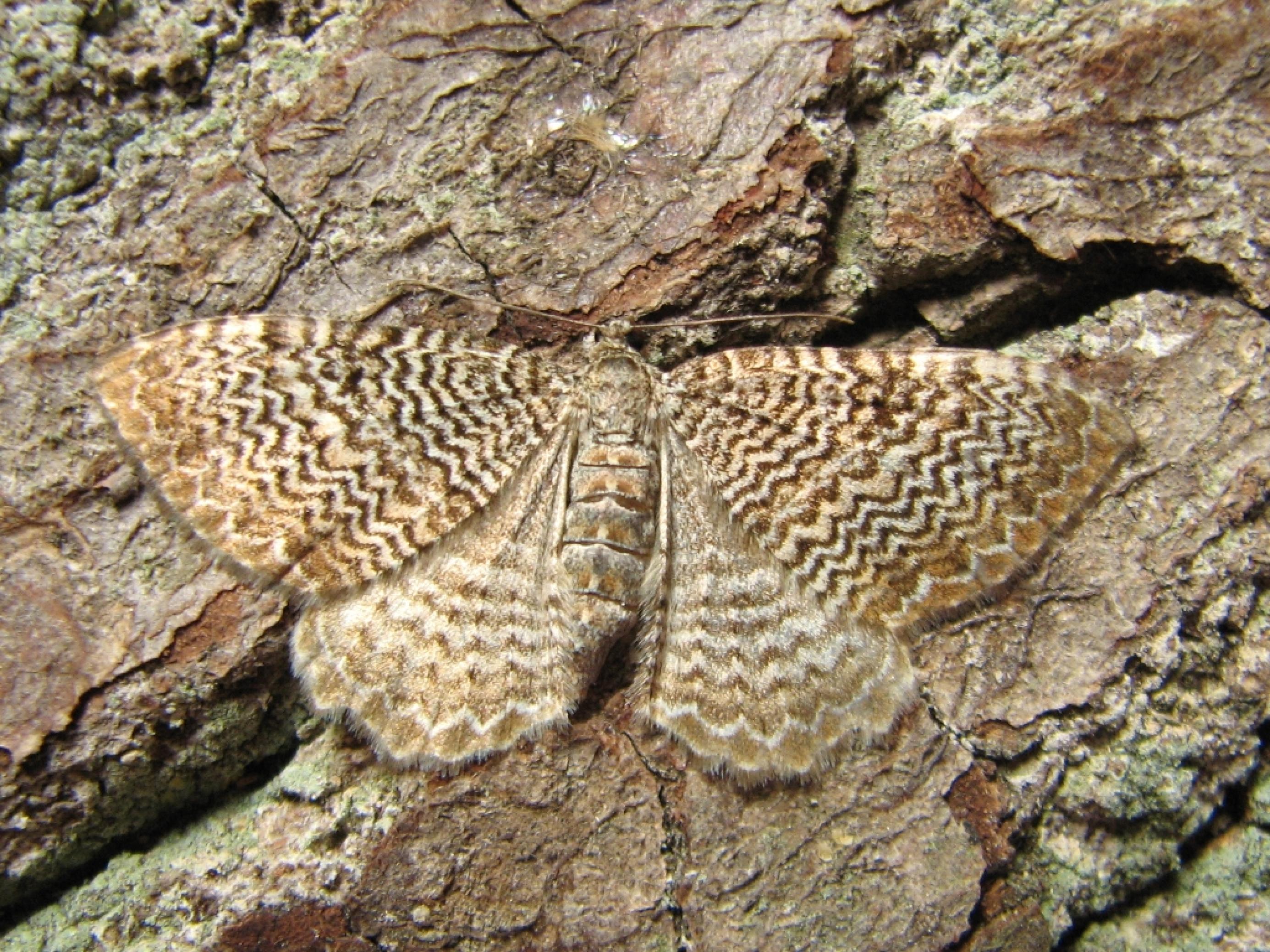 Das Muster des Wellenspanner Schmetterlings erinnert entfernt an die Kreationen eines bekannten italienischen Strickwarenherstellers.
