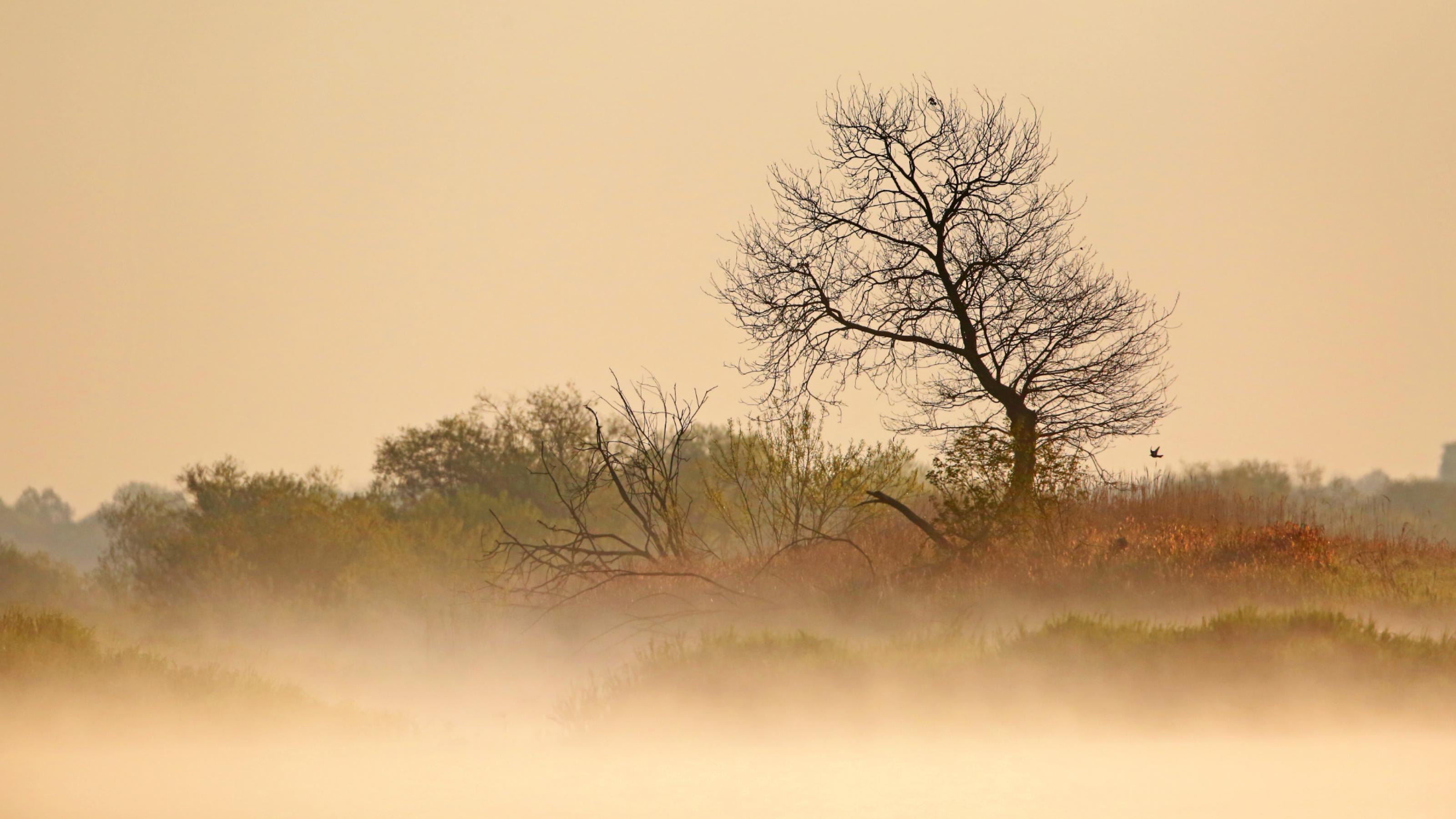 ein Baum im Nebel [AI]