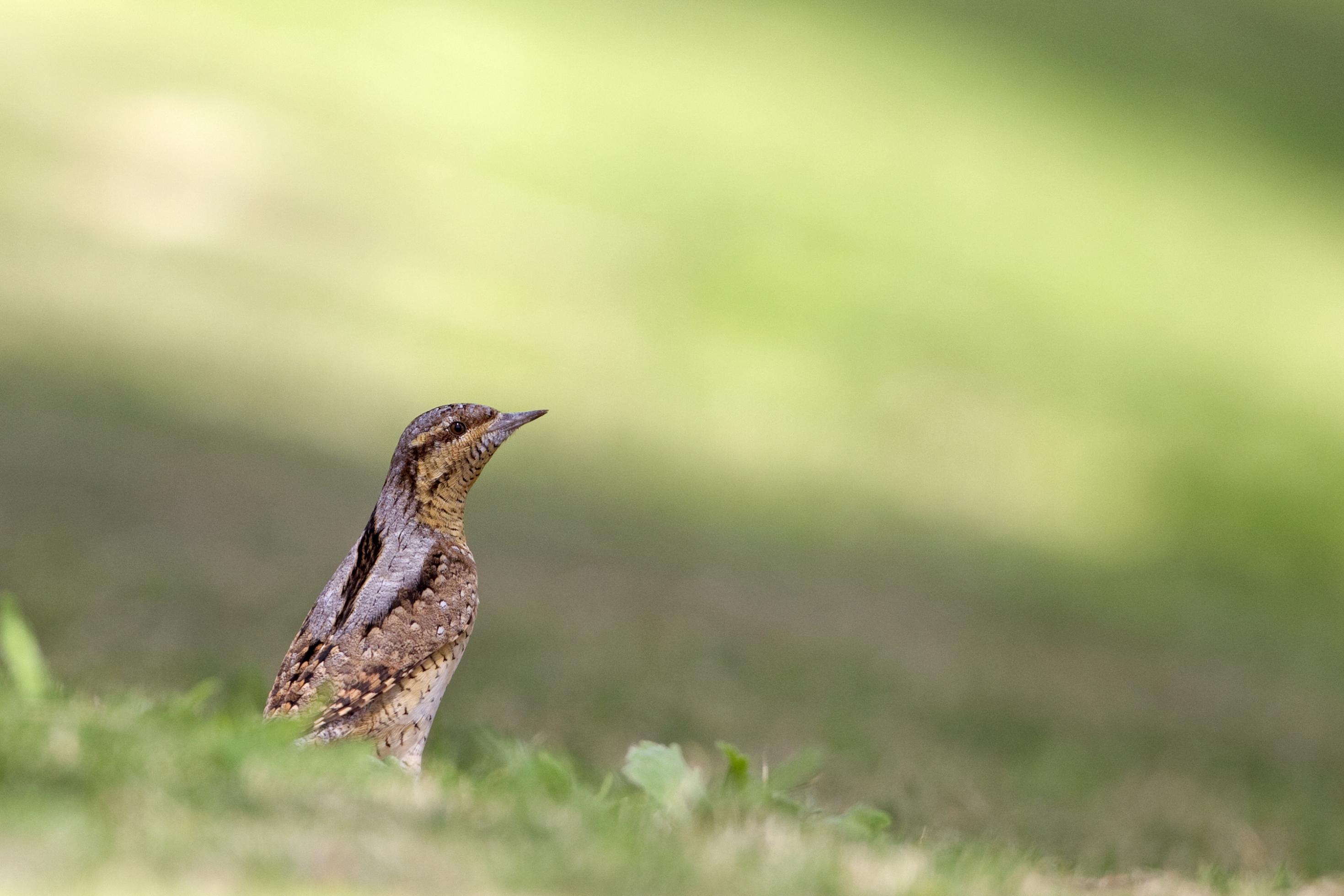 Eine Wendehals sitzt am Boden im Gras.