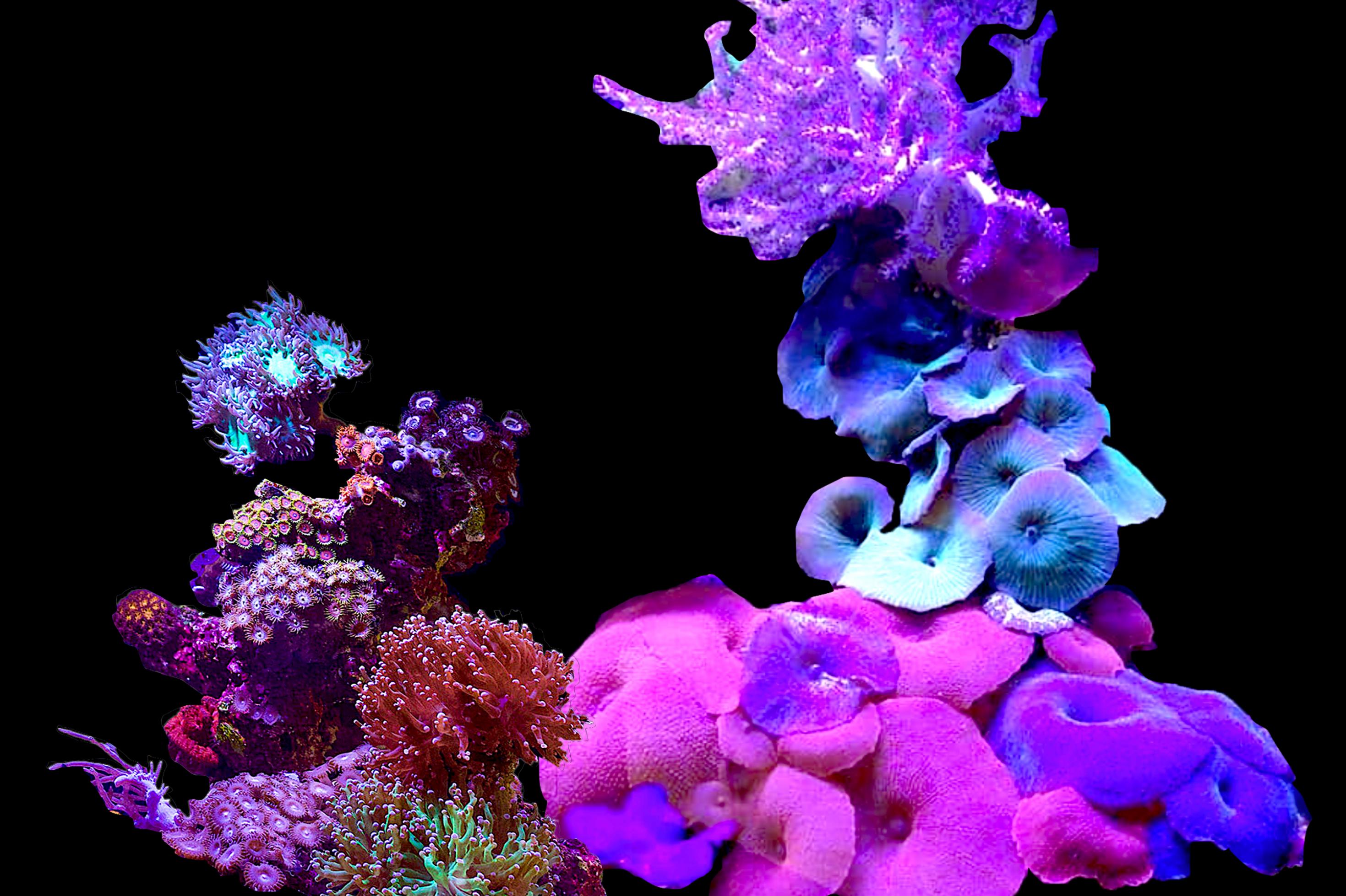 Collage aus violett-blauen und pinkfarbigen gehäckelten Korallen.