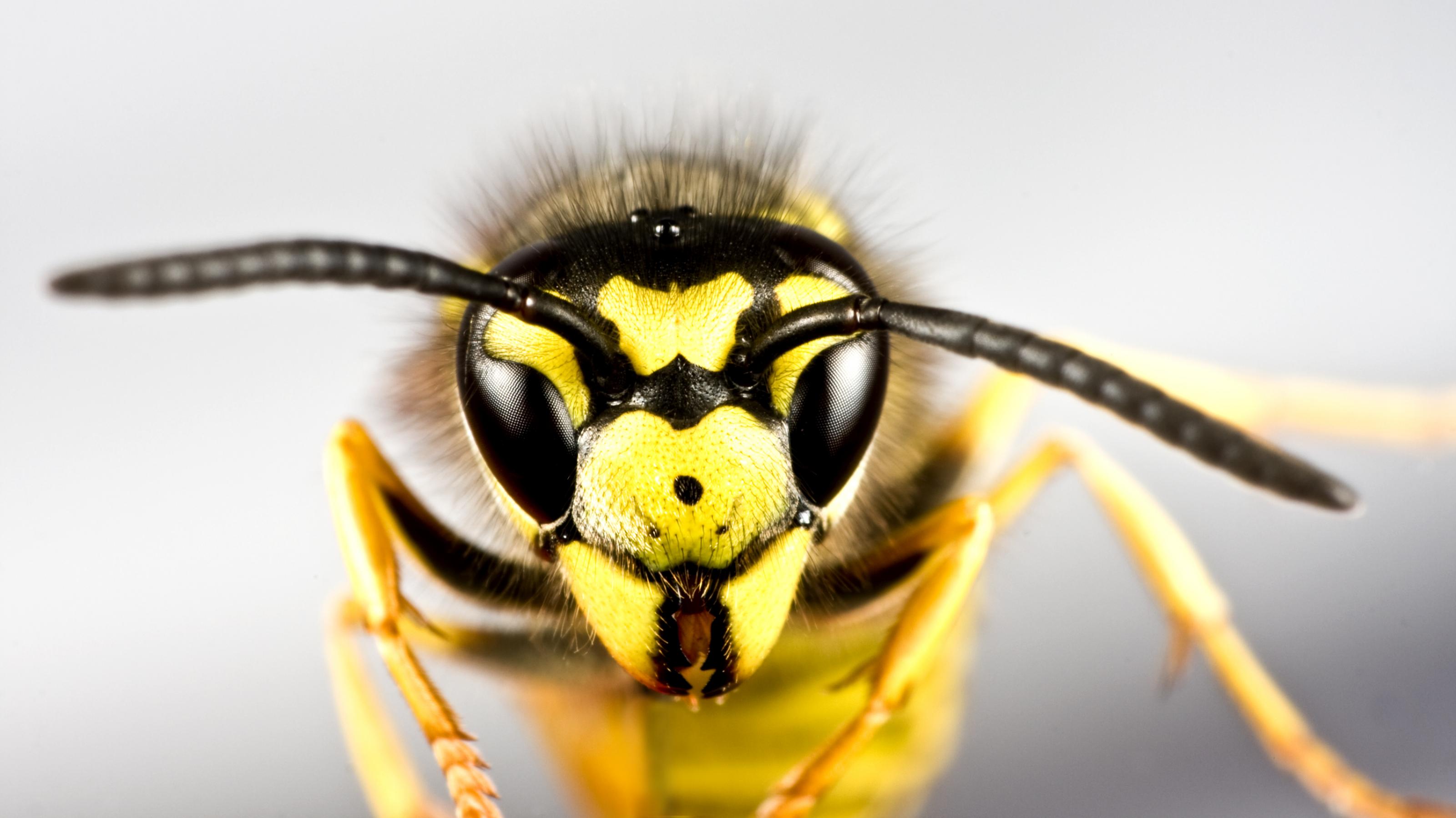 Foto eines Wespenkopfes in extremer Großaufnahme