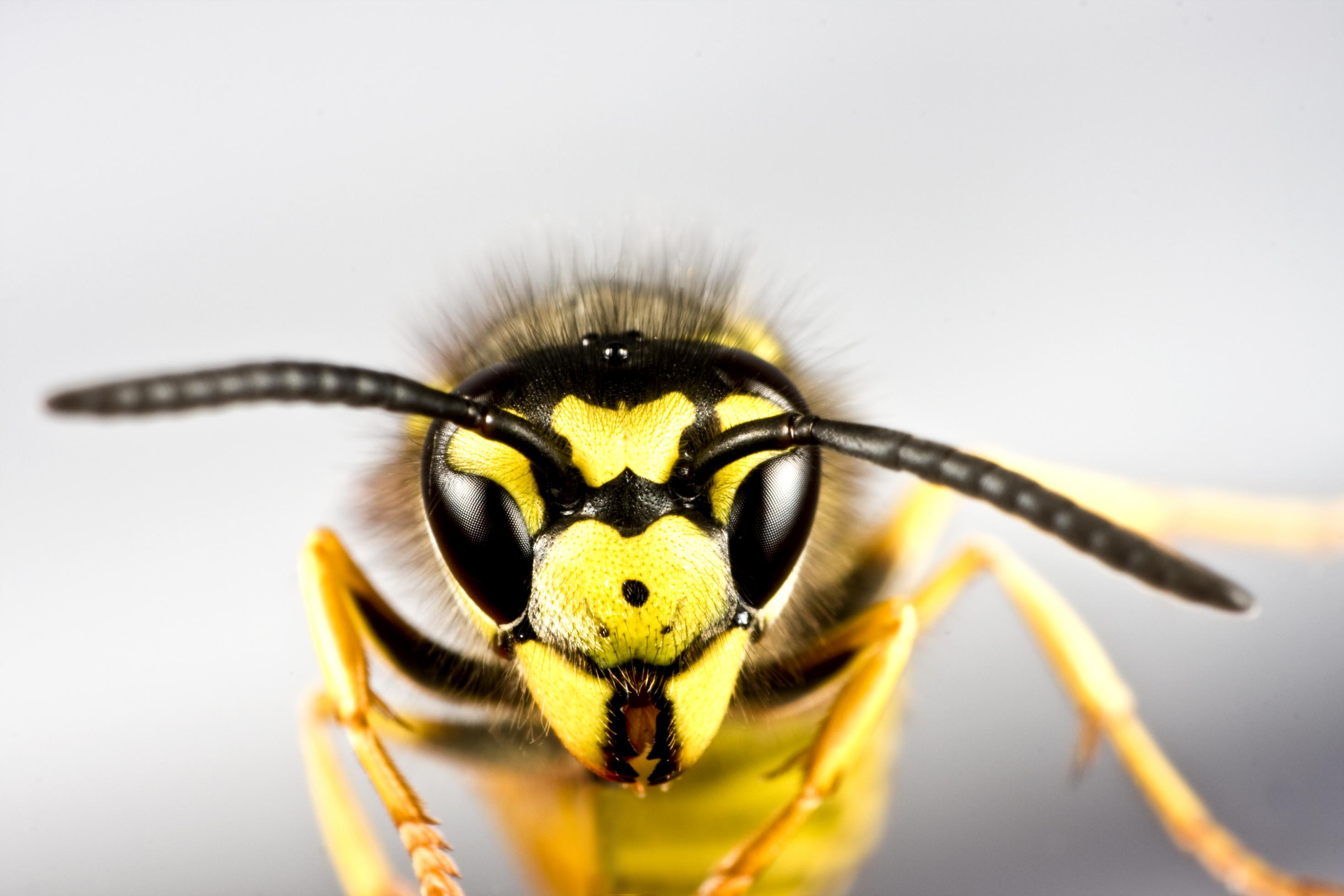 Foto eines Wespenkopfes in extremer Großaufnahme
