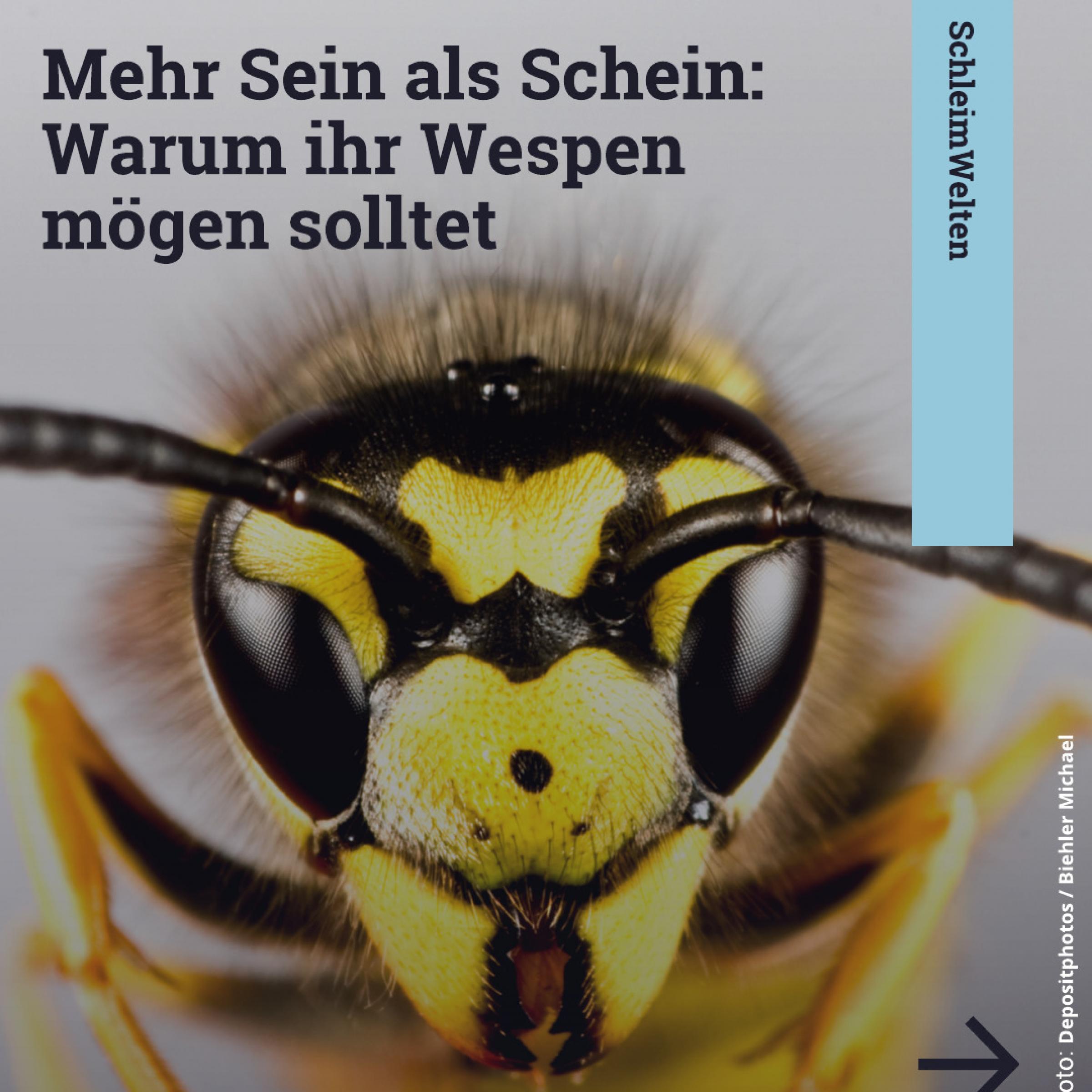 Nahaufnahme eines Wespenkopfes im Hintergrund; Text davor: Mehr Sein als Schein: Warum ihr Wespen mögen solltet.