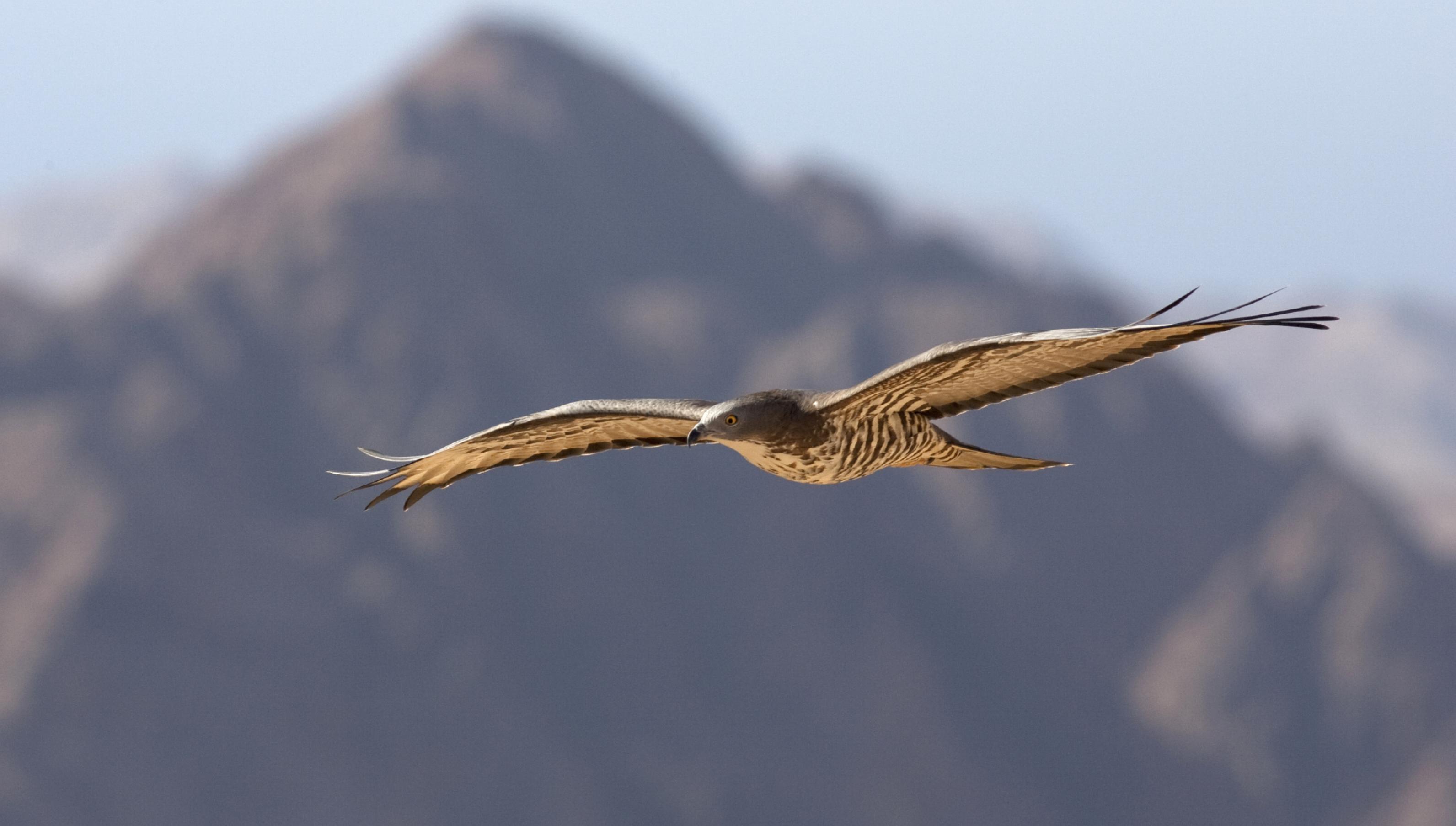 Ein Wespenbussard vor der Silhouette eines Berges