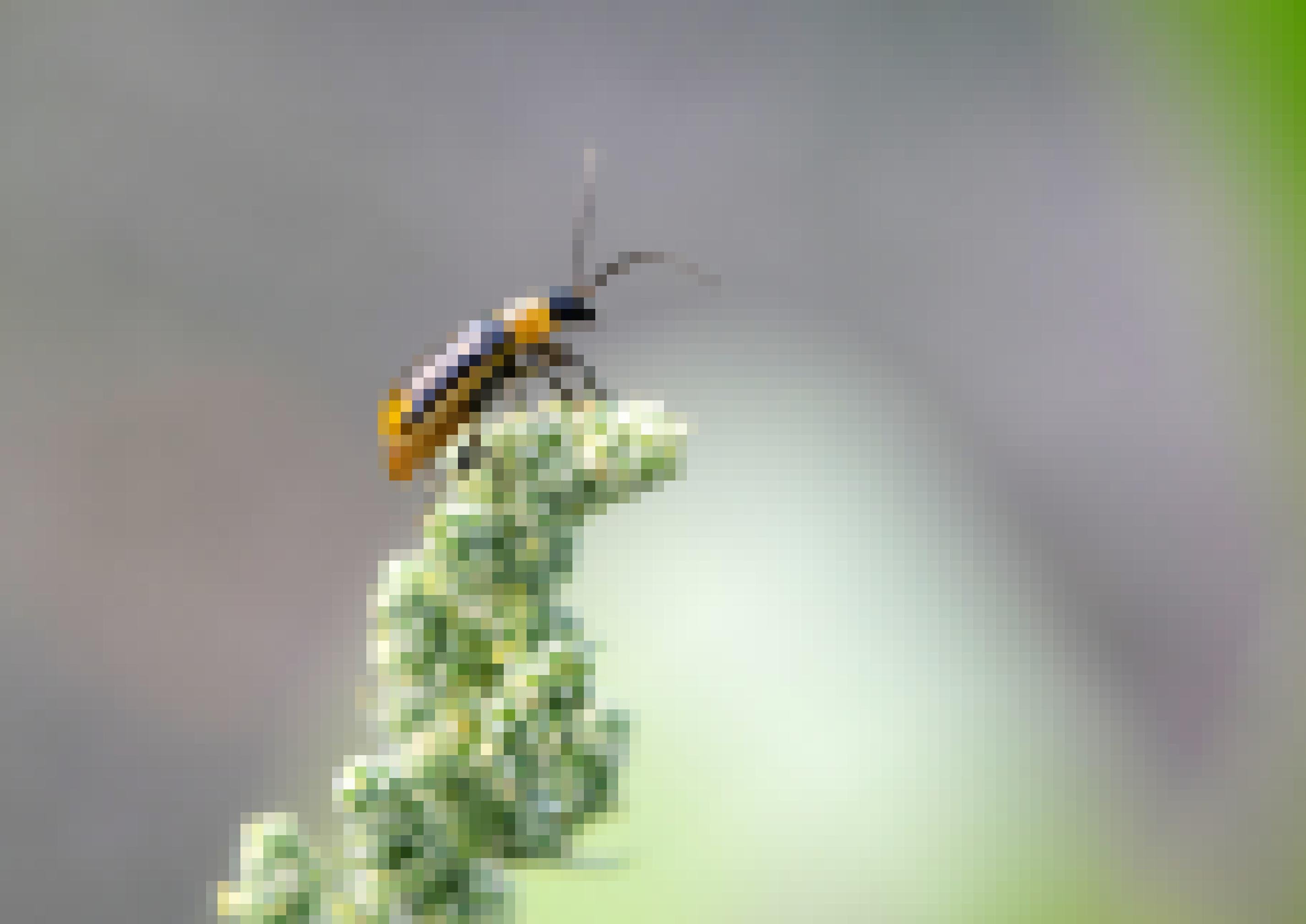 Ein länglicher gelber Käfer mit dunkelbraunem Kopf, langen Fühlern und dunkelbraunen Längsstreifen sitzt auf einer Maisblüte.