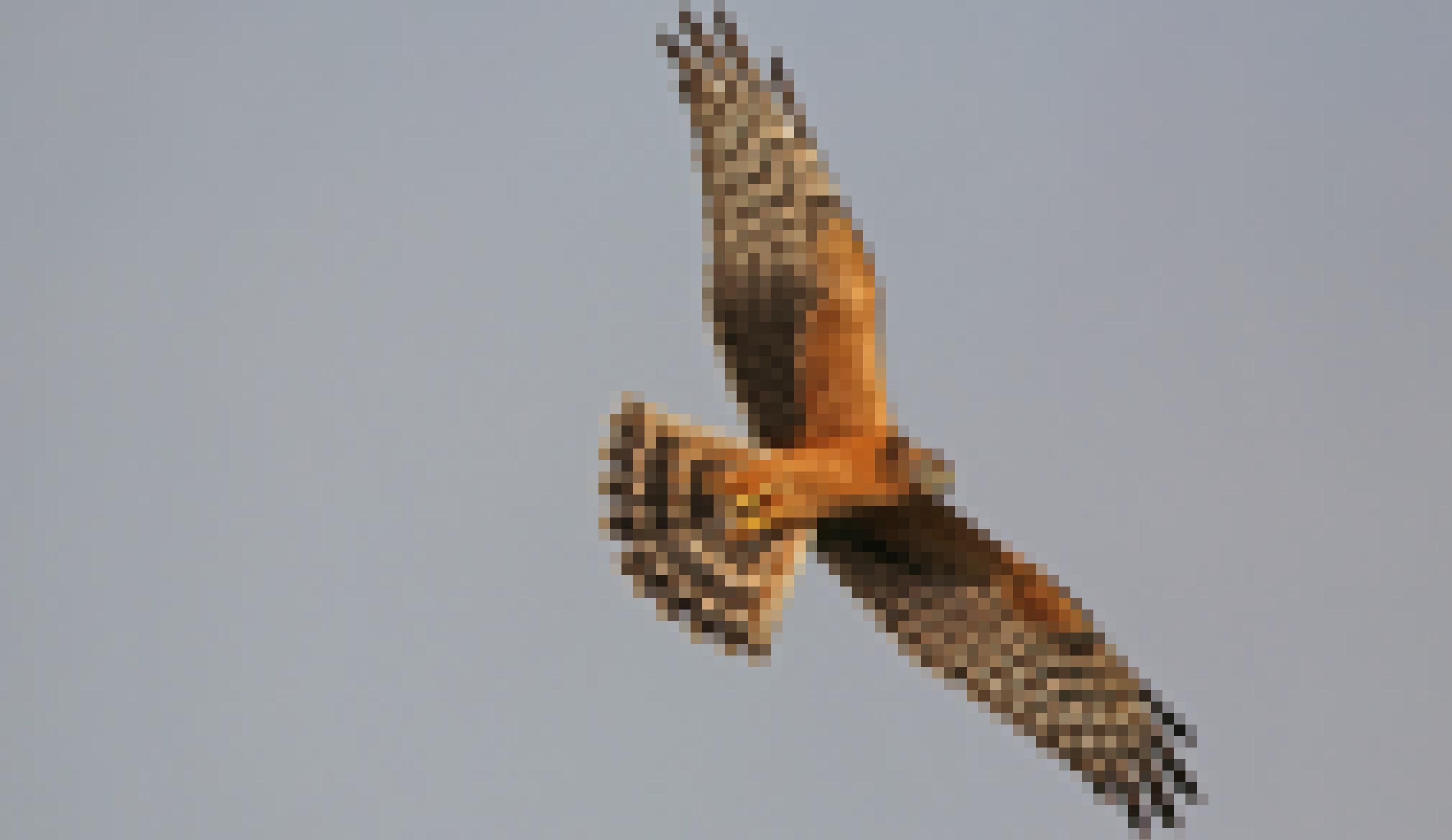 Eine junge Wiesenweihe im Flug