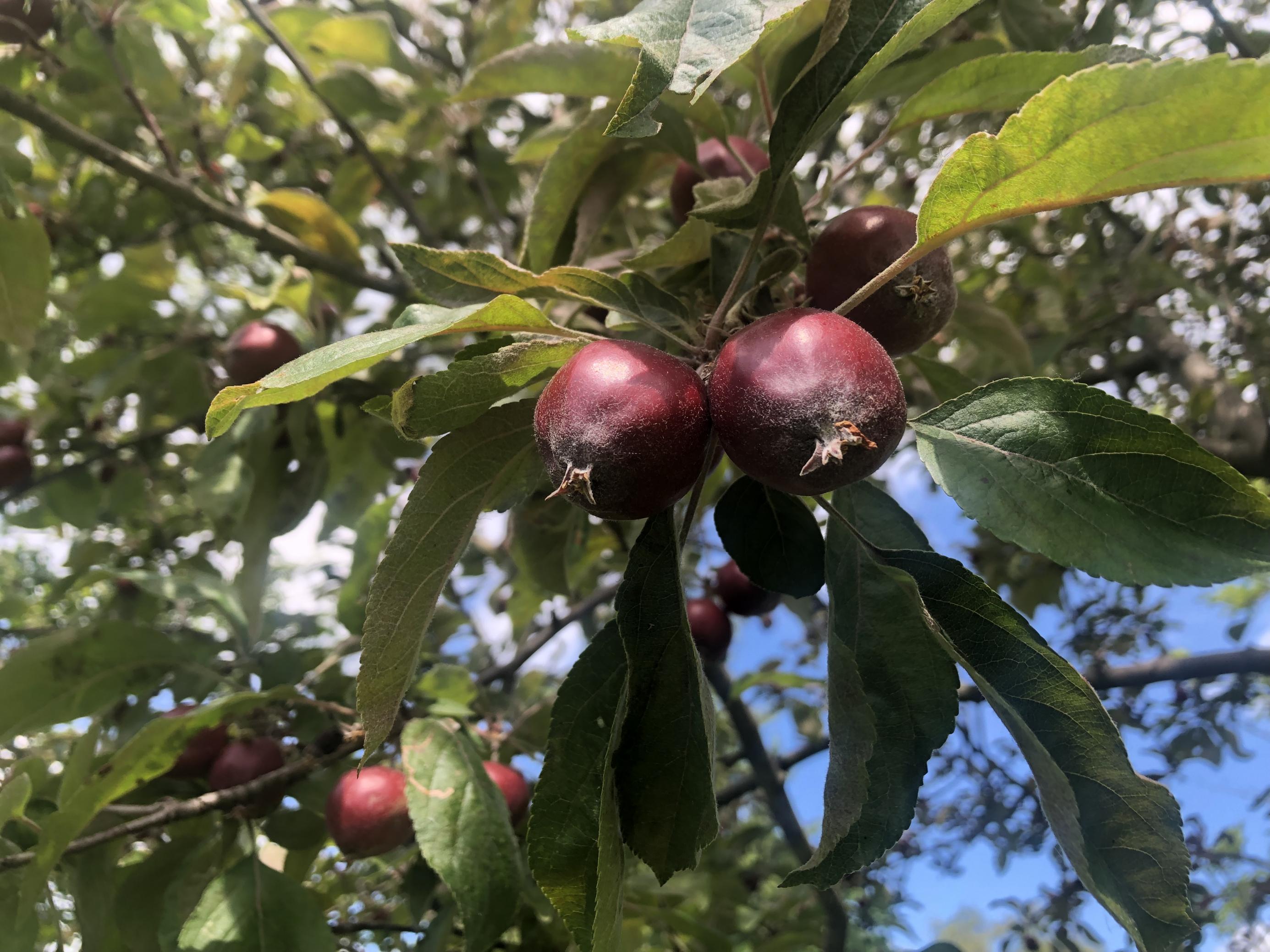 Die dunkelroten asiatischen Wildäpfel (Malus pumila „Niedzwetzkyana“) im Nutzpflanzengarten in Bonn.